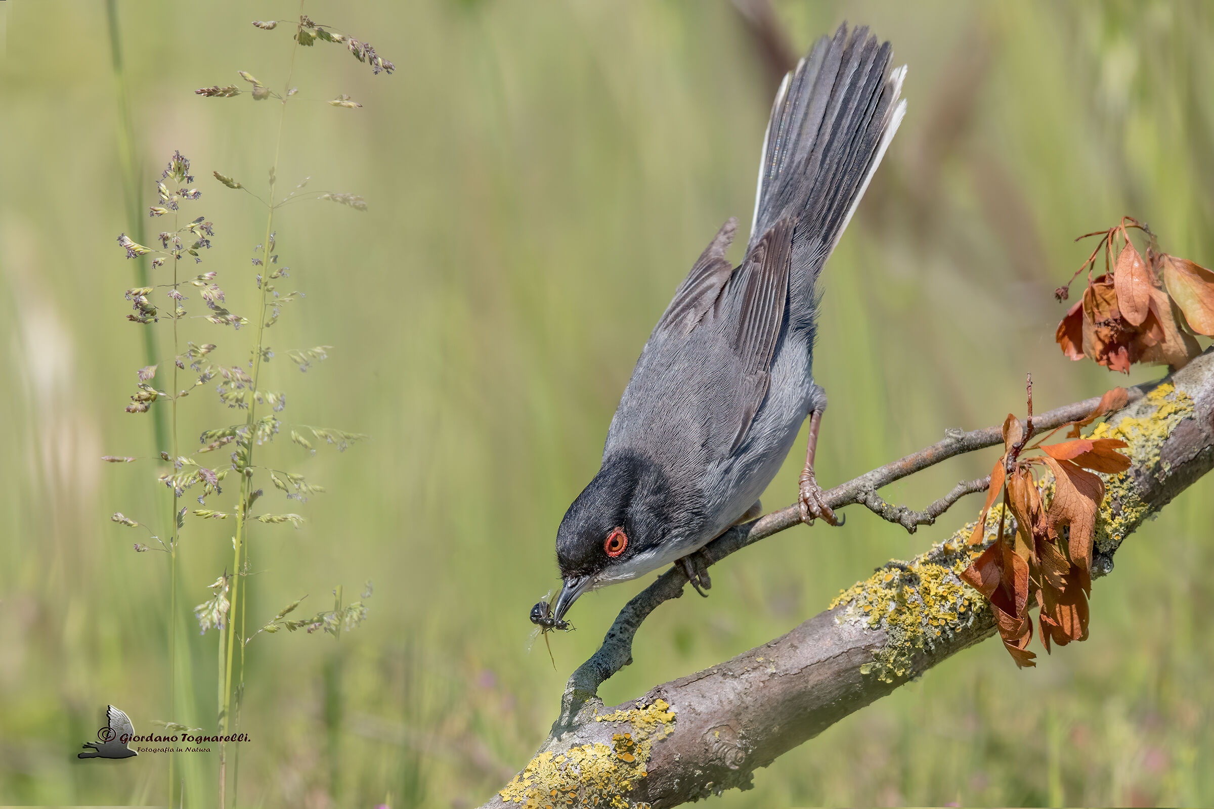 Occhiocotto (Curruca melanocephala)