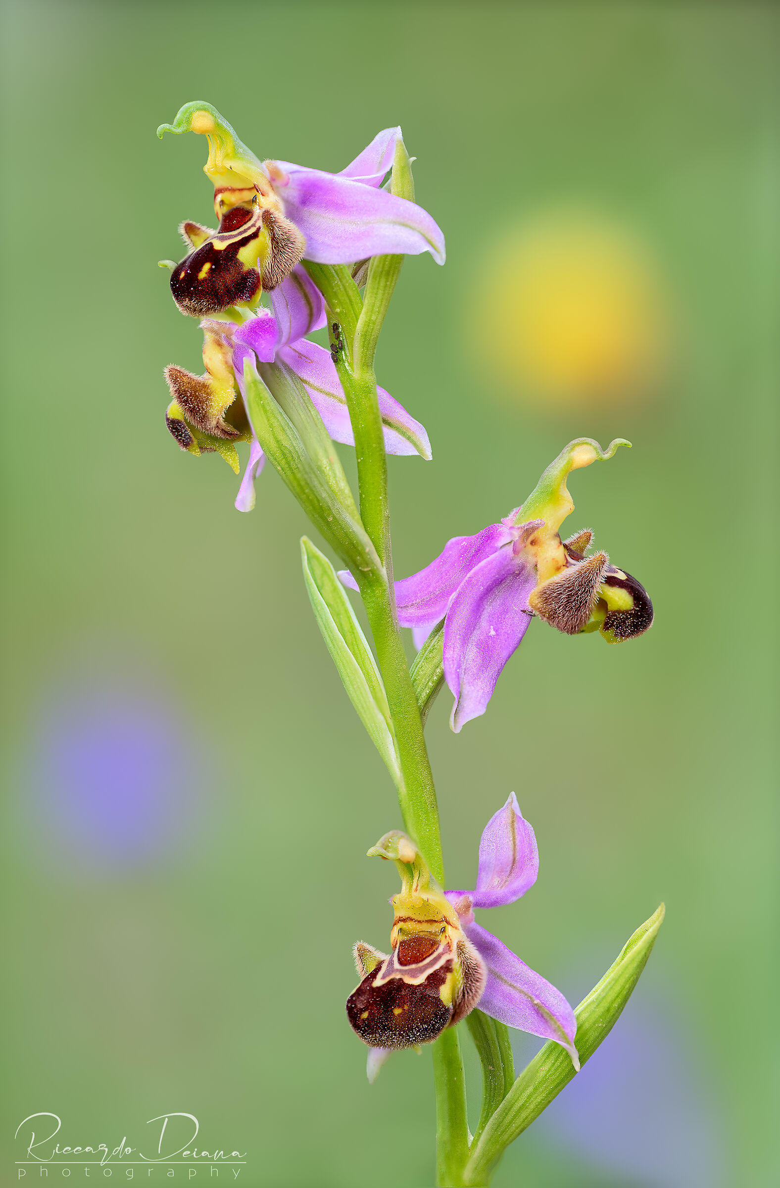 Ophrys apifera