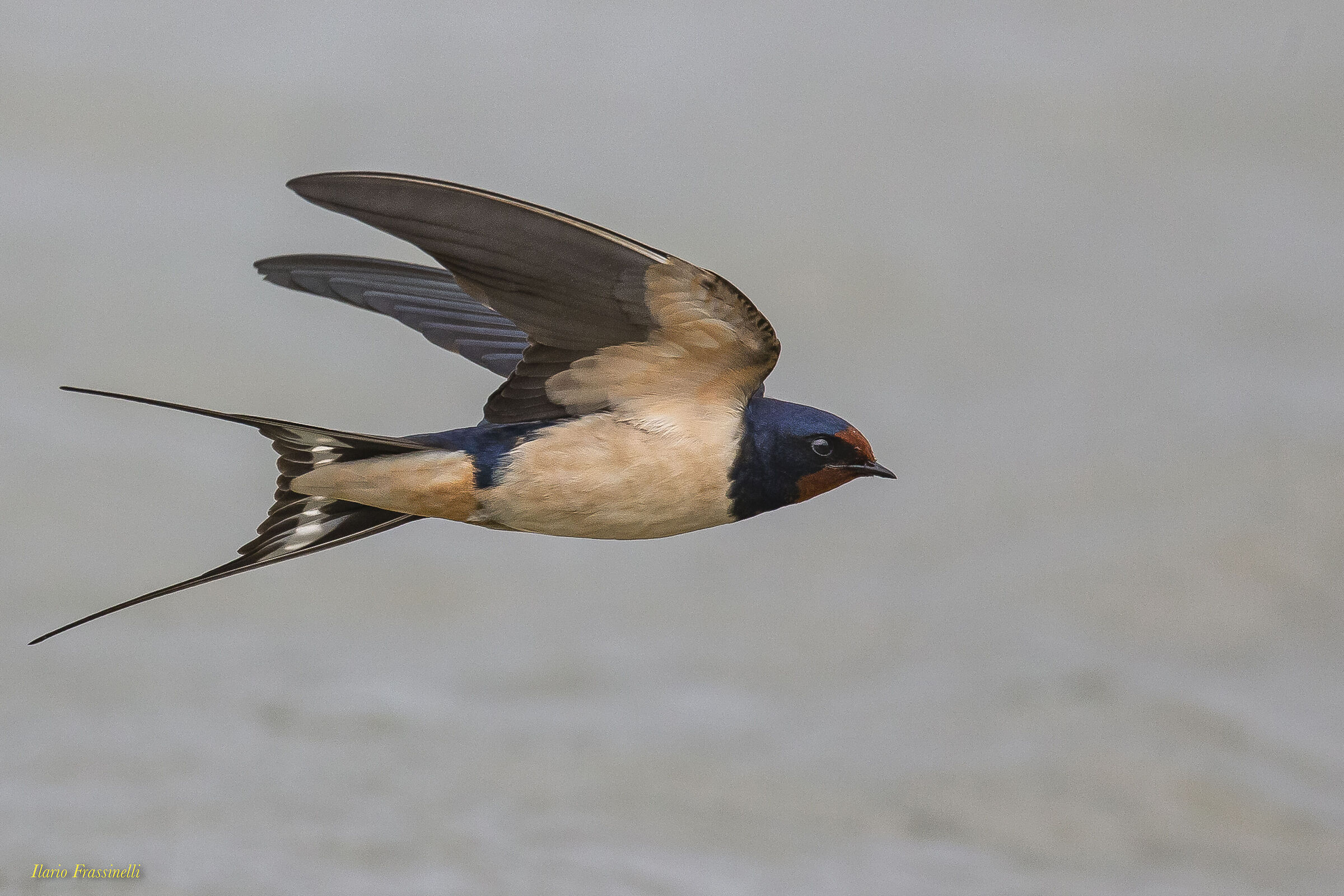 Rustic hirundo