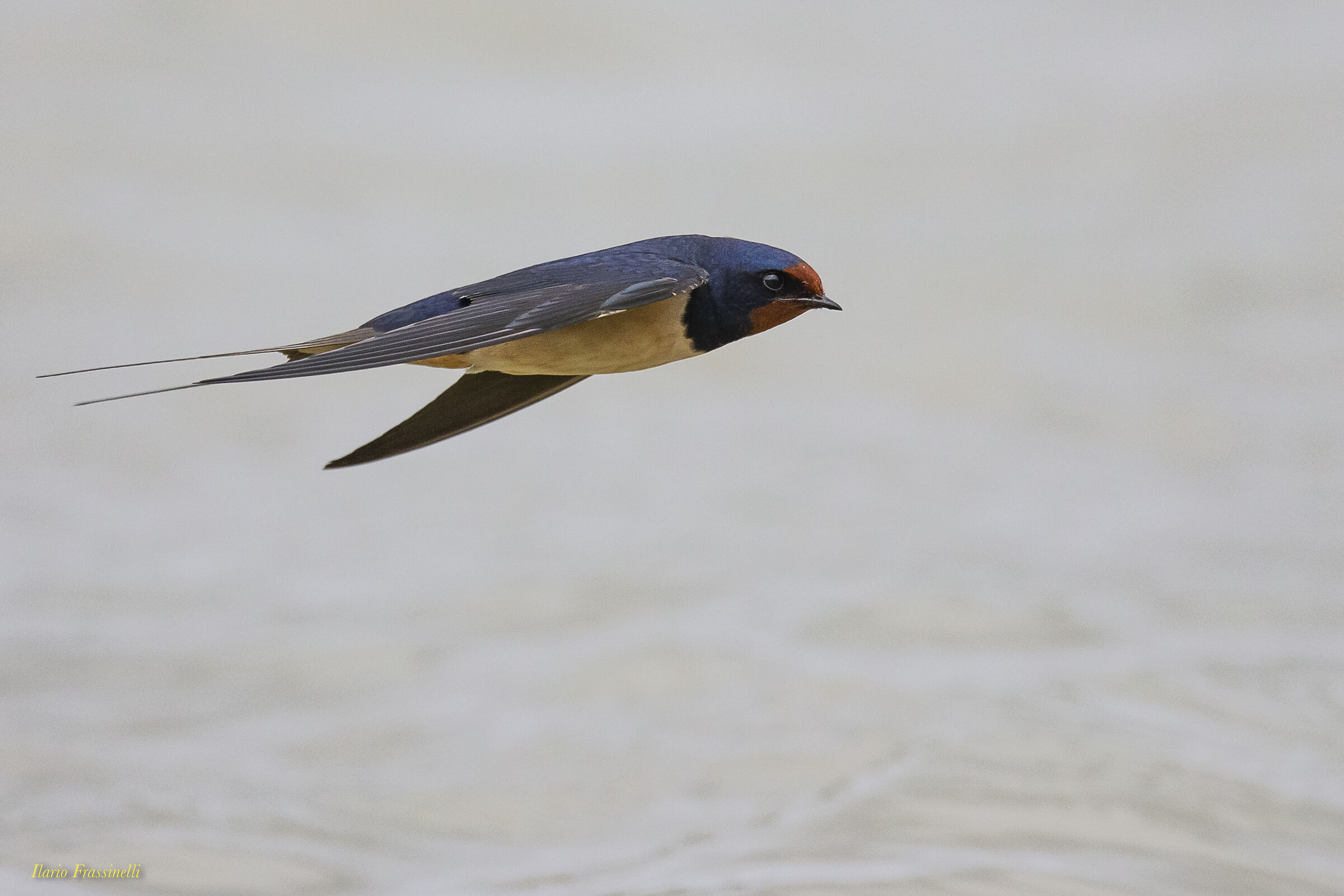 Hirundo rustica