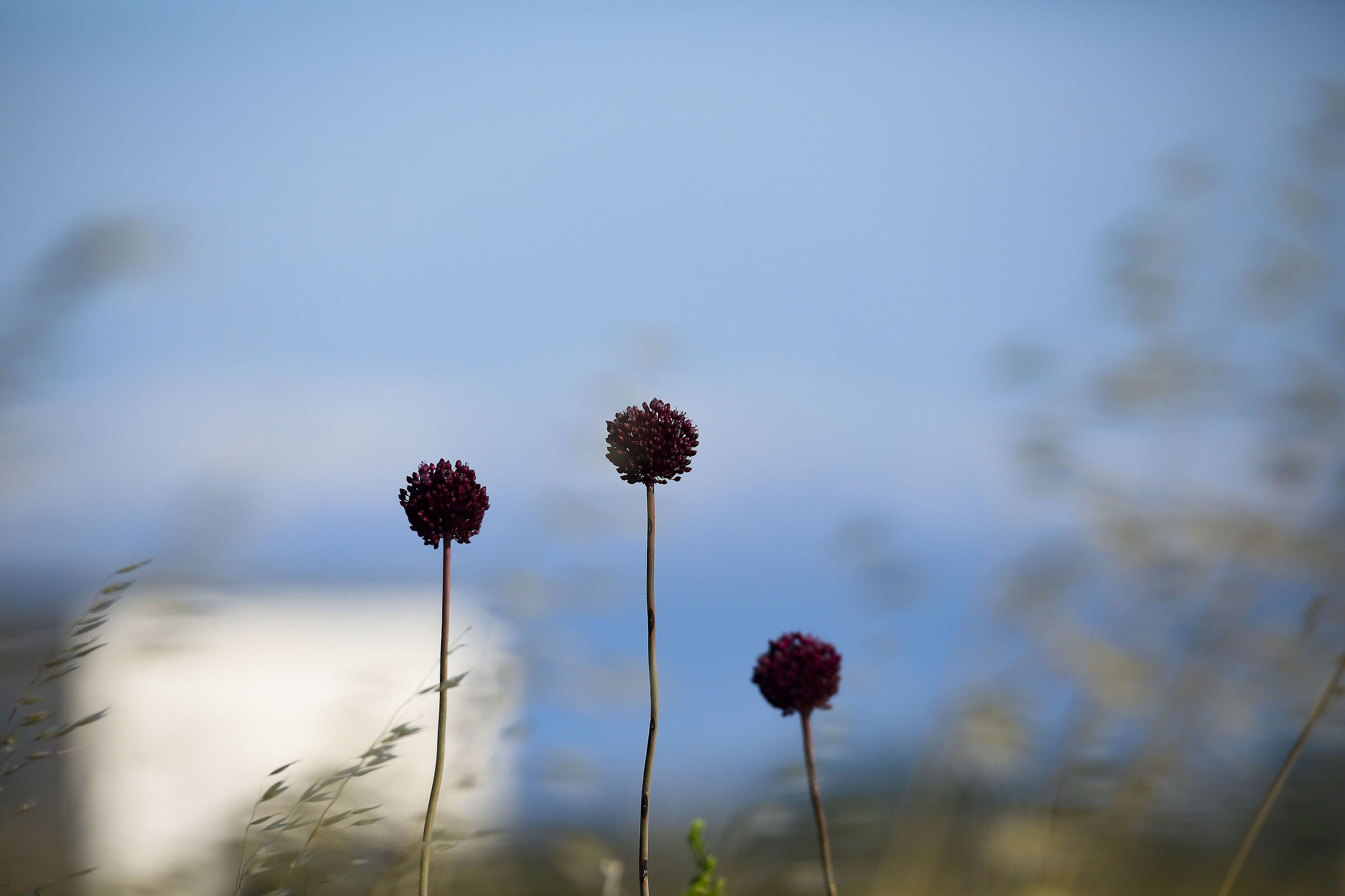L'inverno è ormai una memoria.