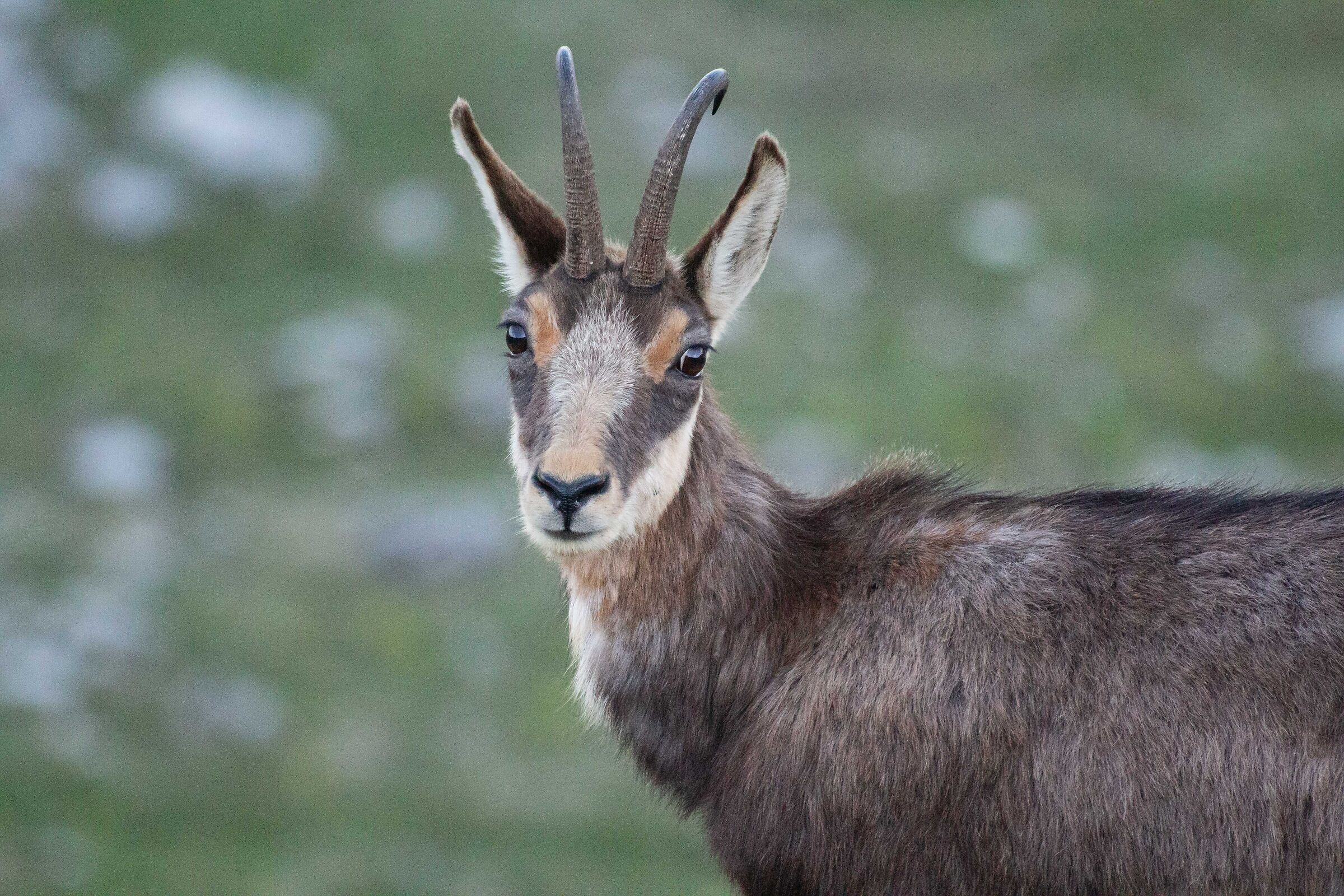 chamois