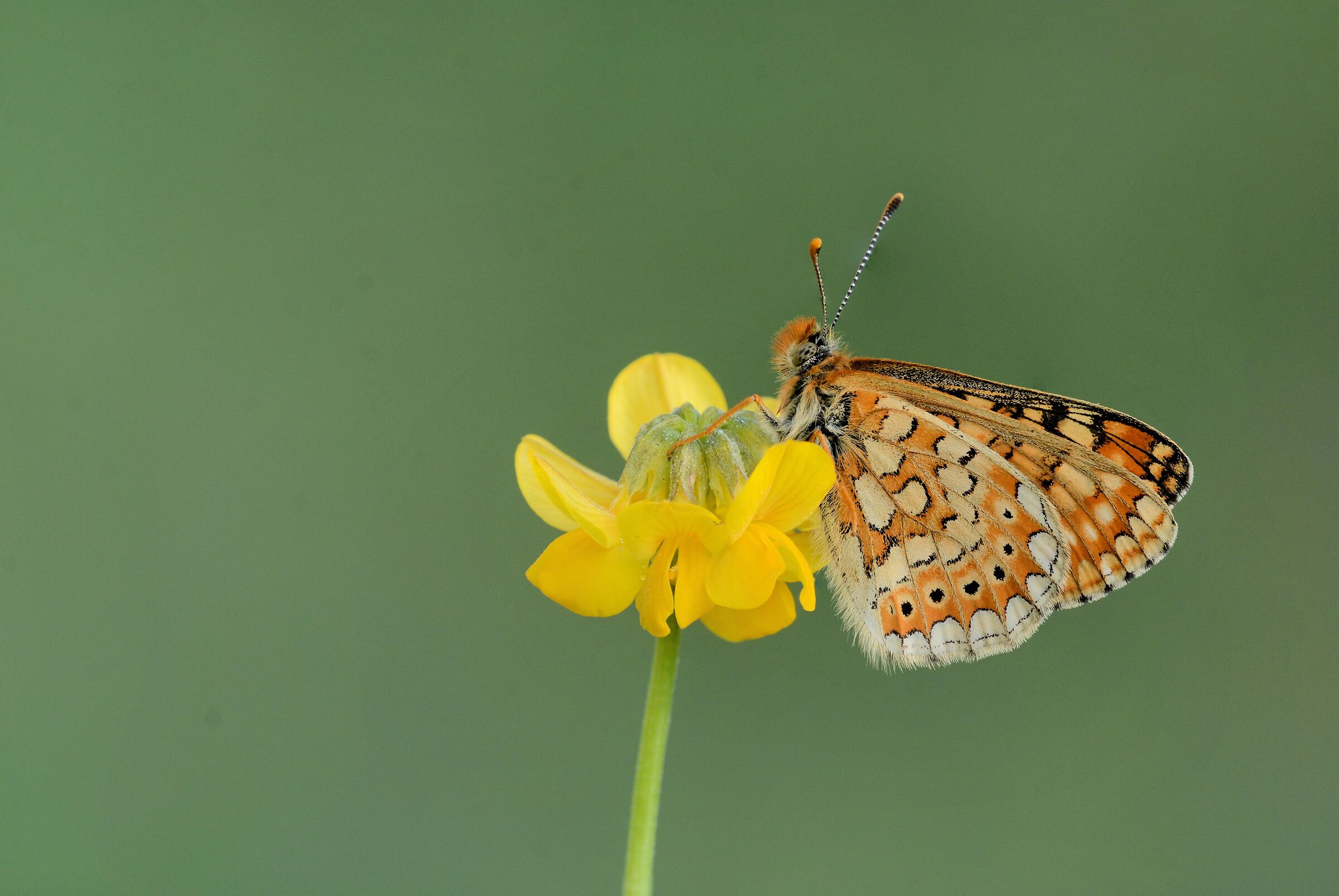 Aurinia's euphydryas