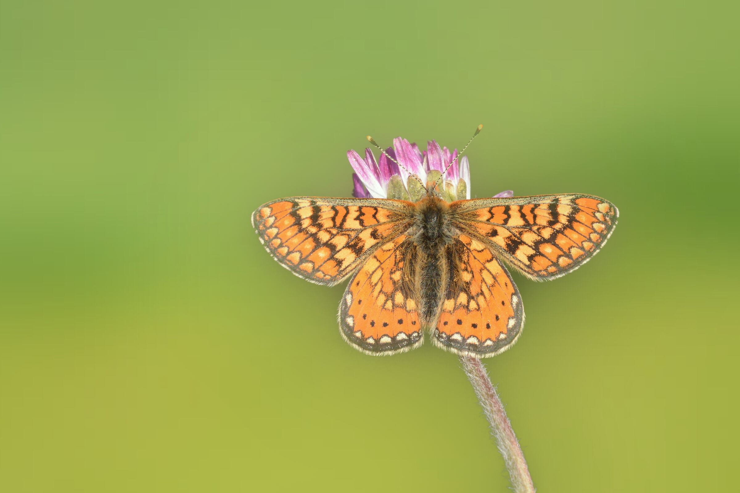 Open-winged euphydryas aurinia
