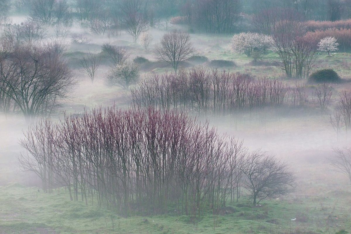 Parco Incantato FinePix s100fs