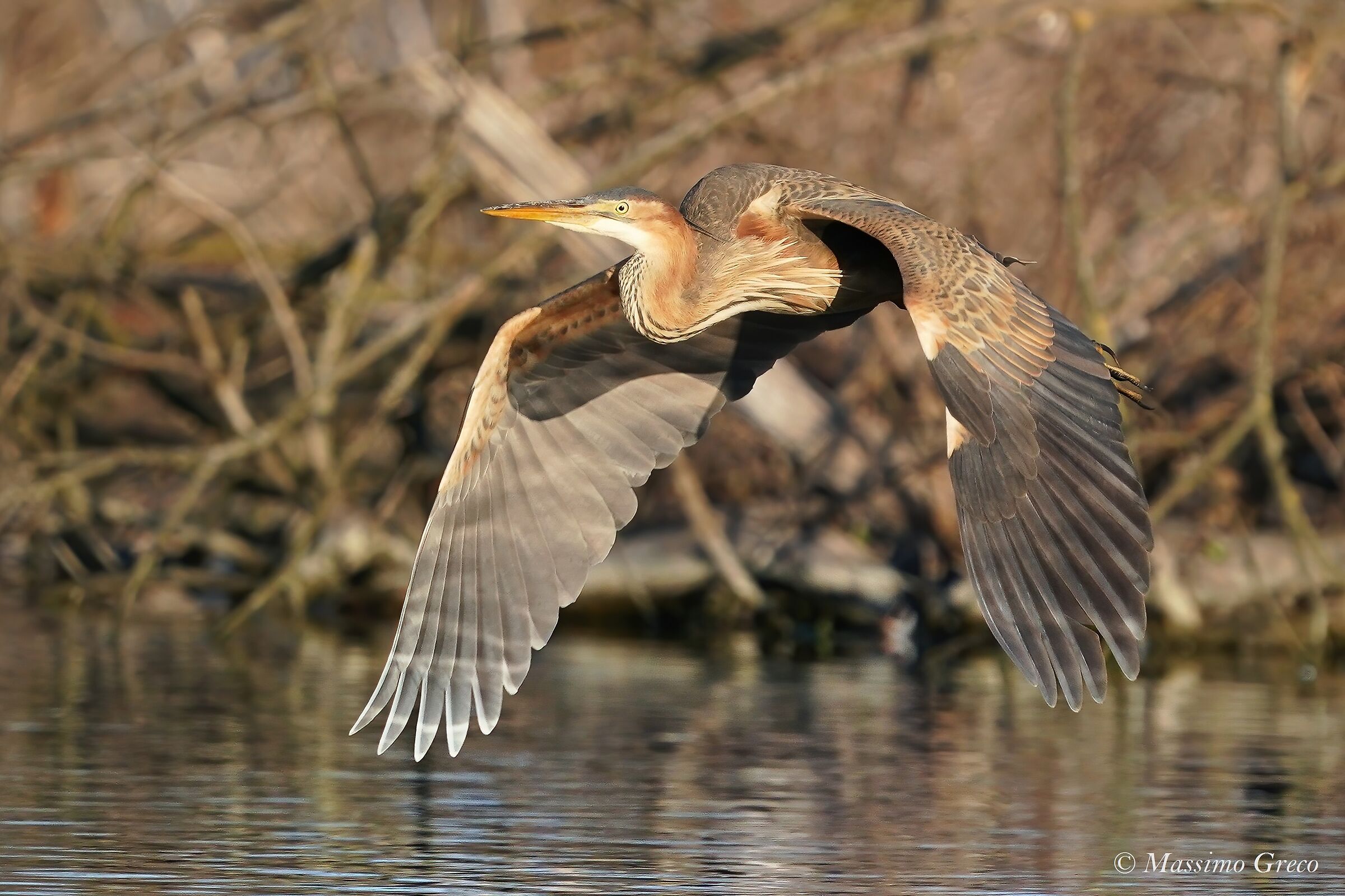 Airone rosso (Ardea purpurea)