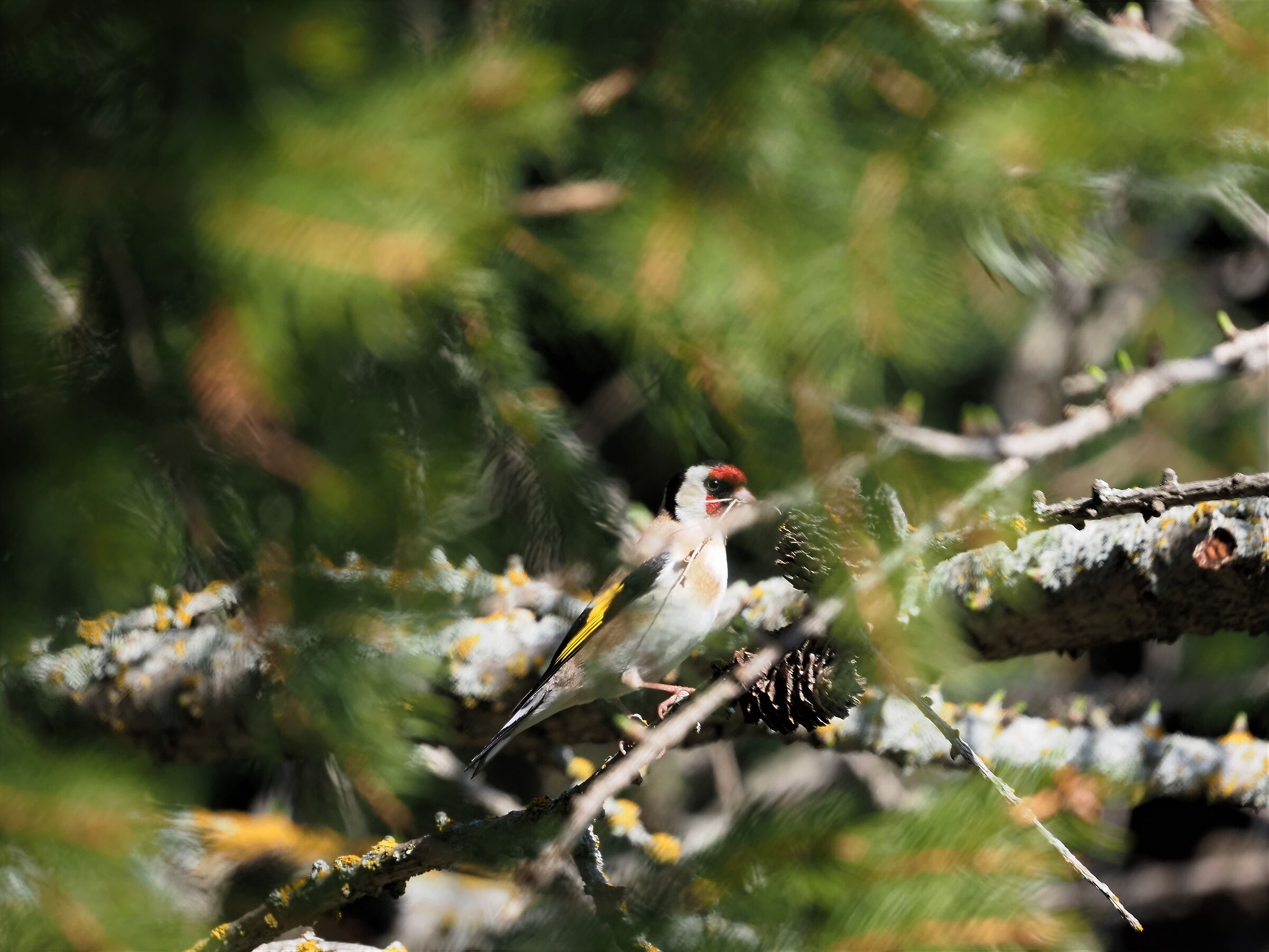 ... See... I don't see.... craving for nest