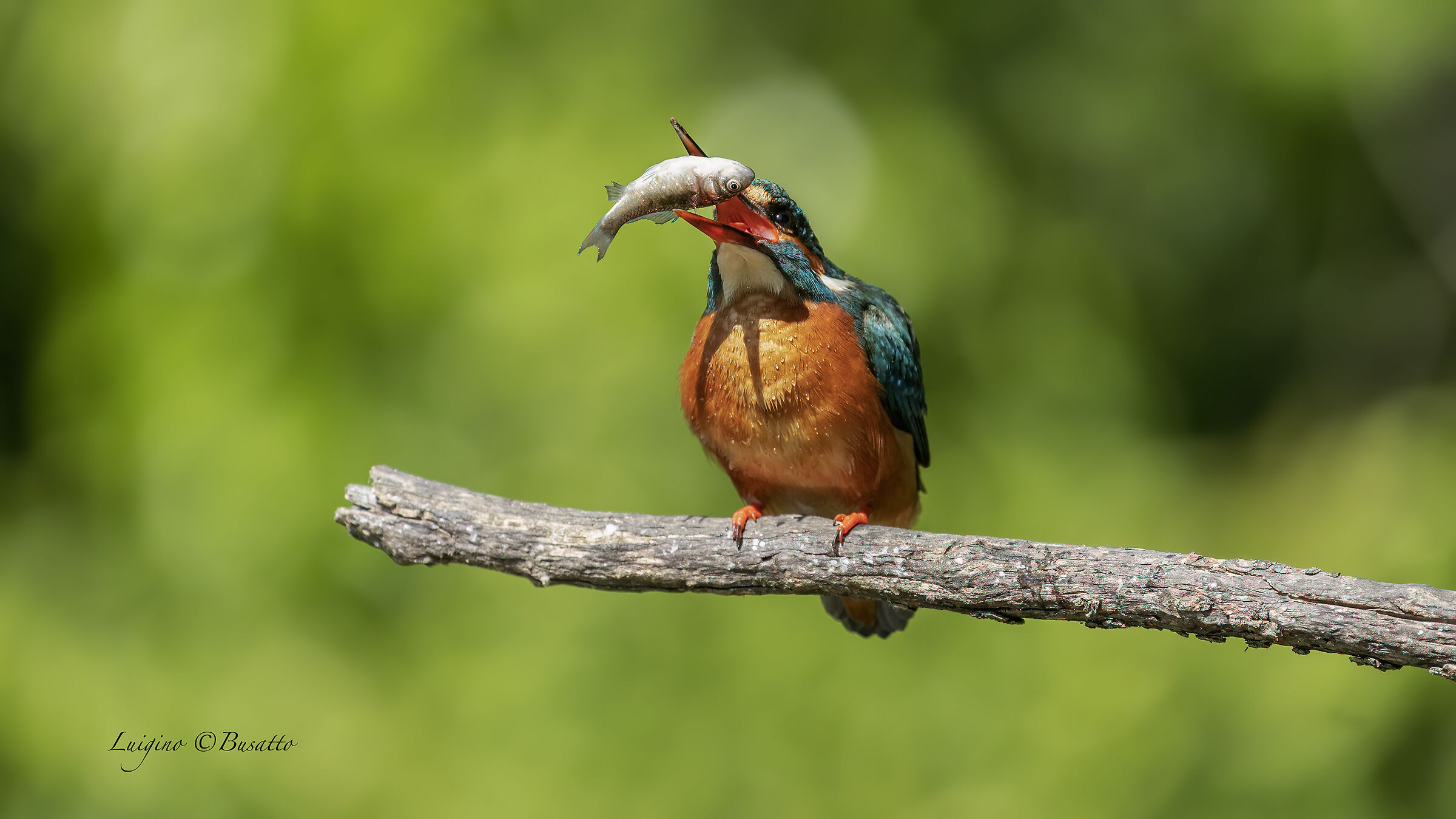Female kingfisher with fish