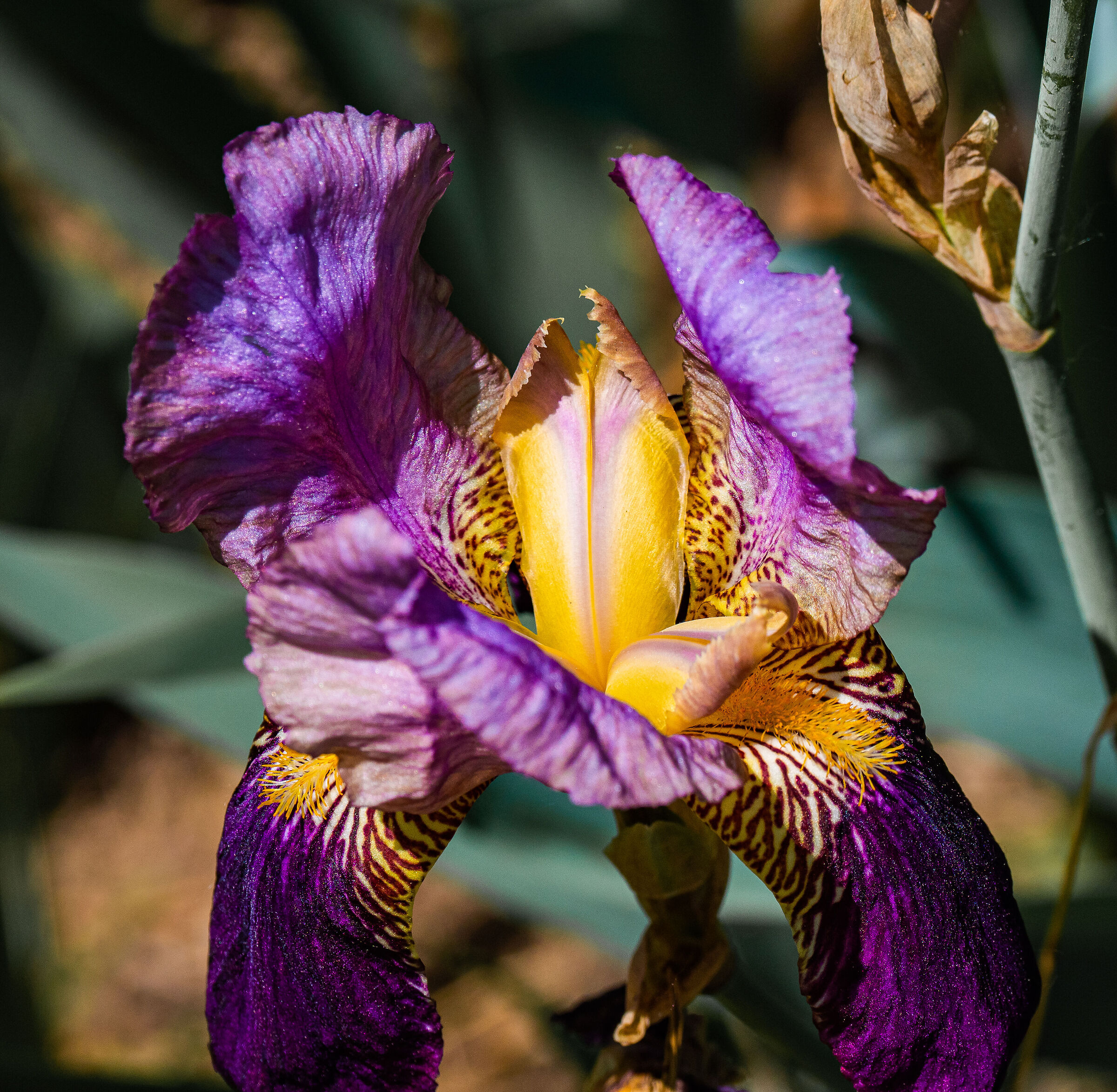Iris 01