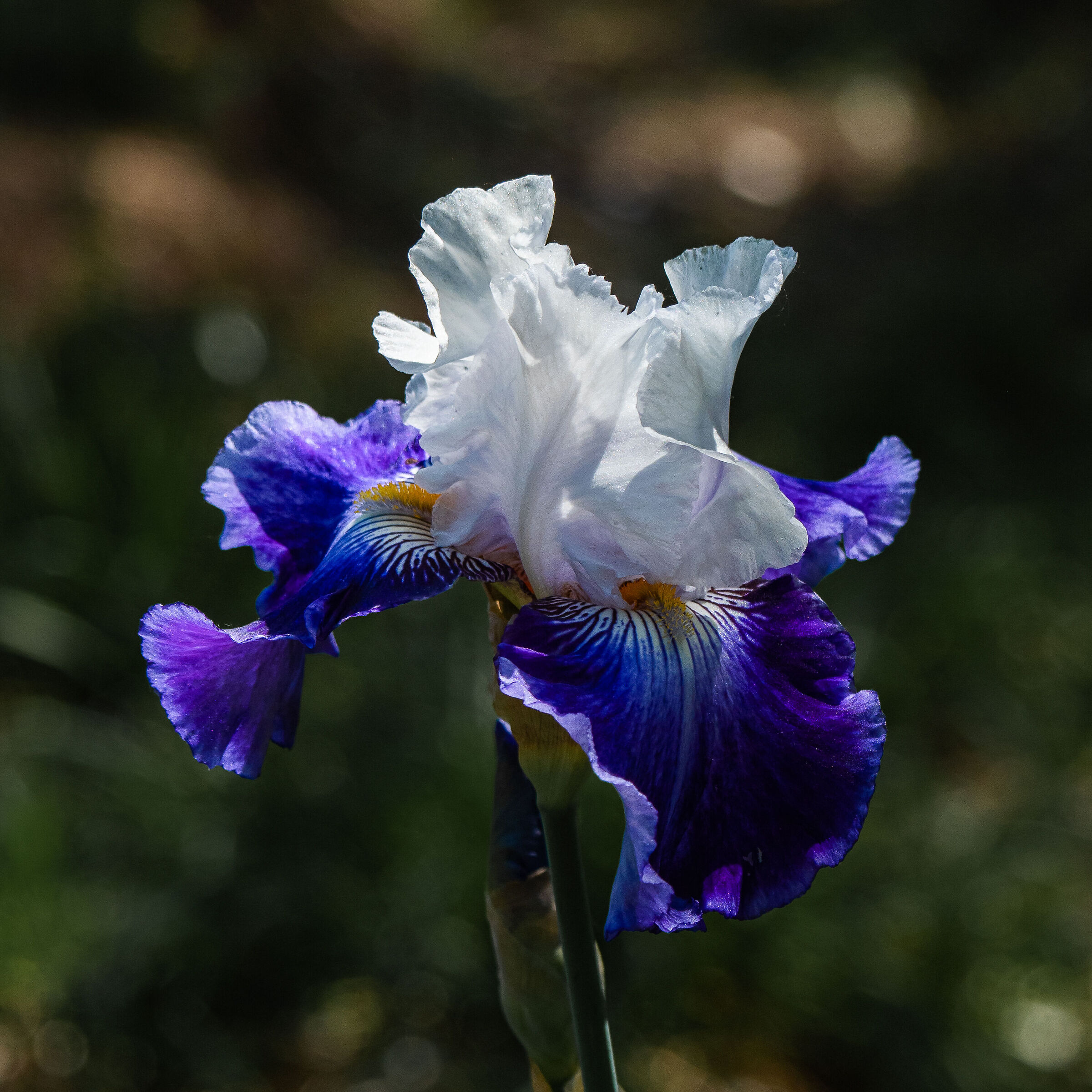 Iris 02