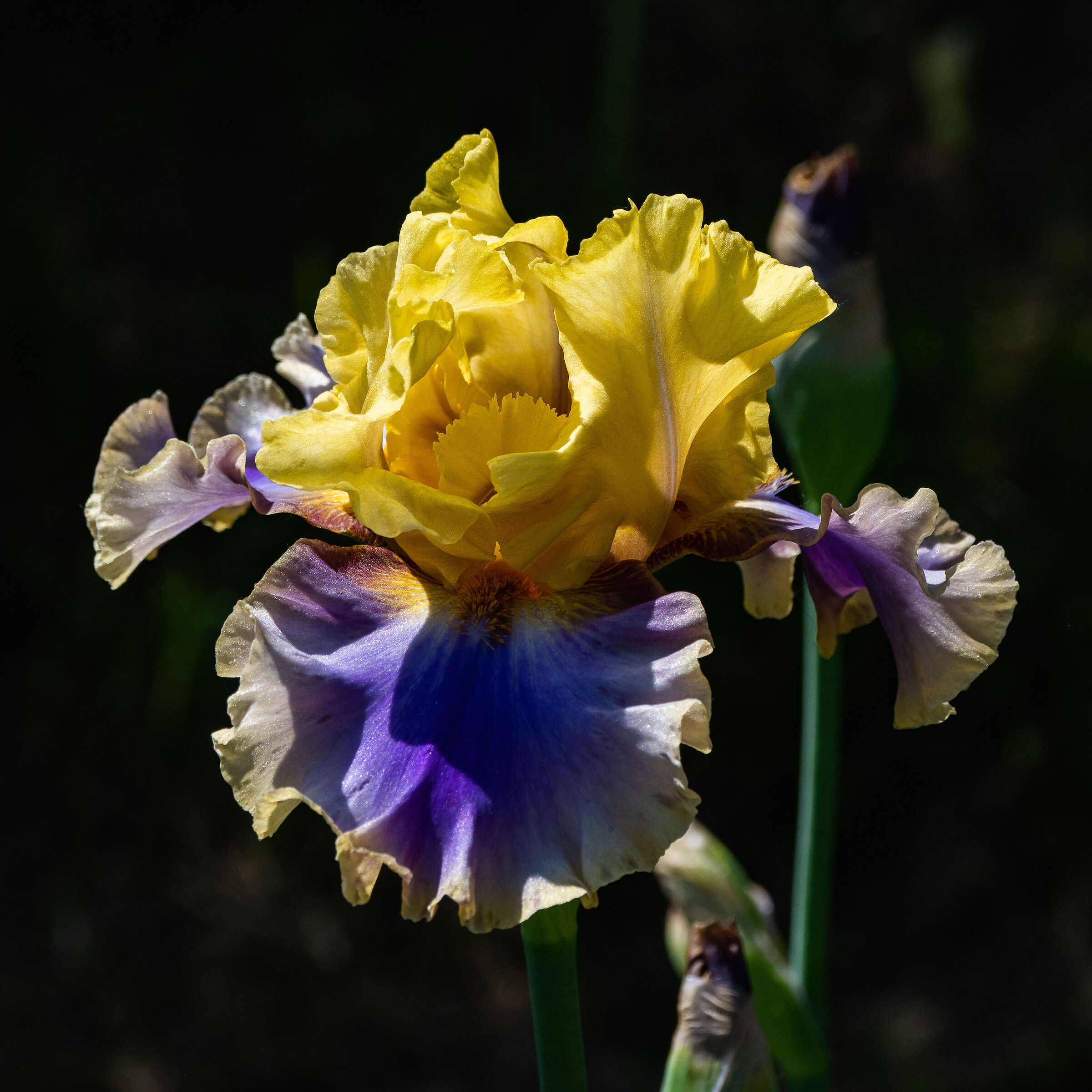 Iris 03