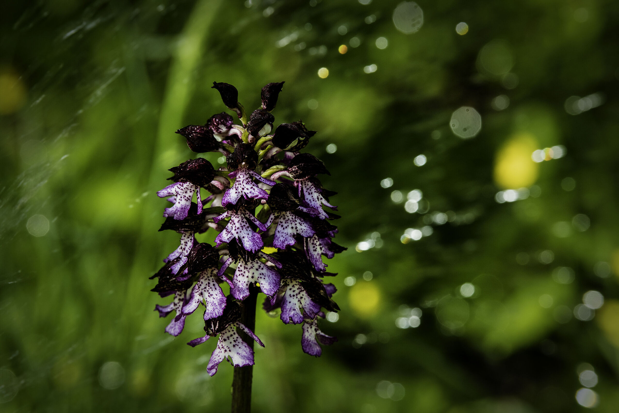 Orchidea  (Ophrys purpurea?)