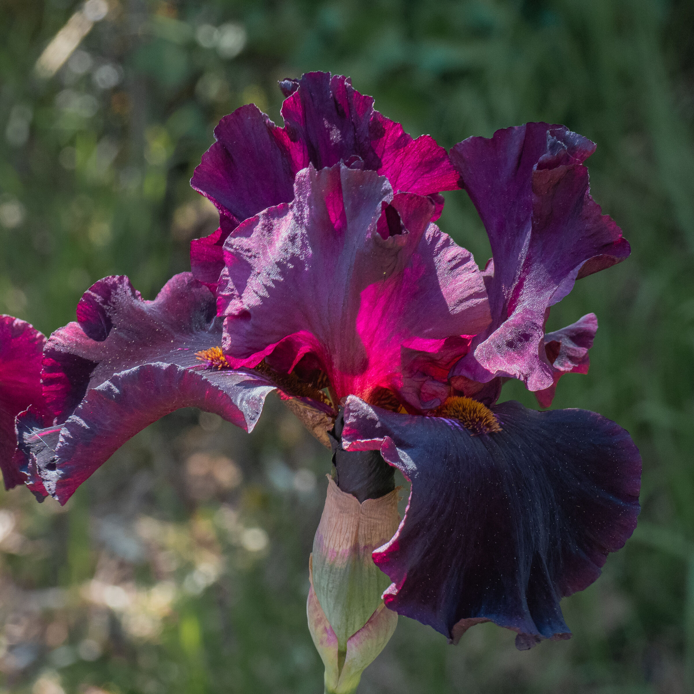 Iris 04