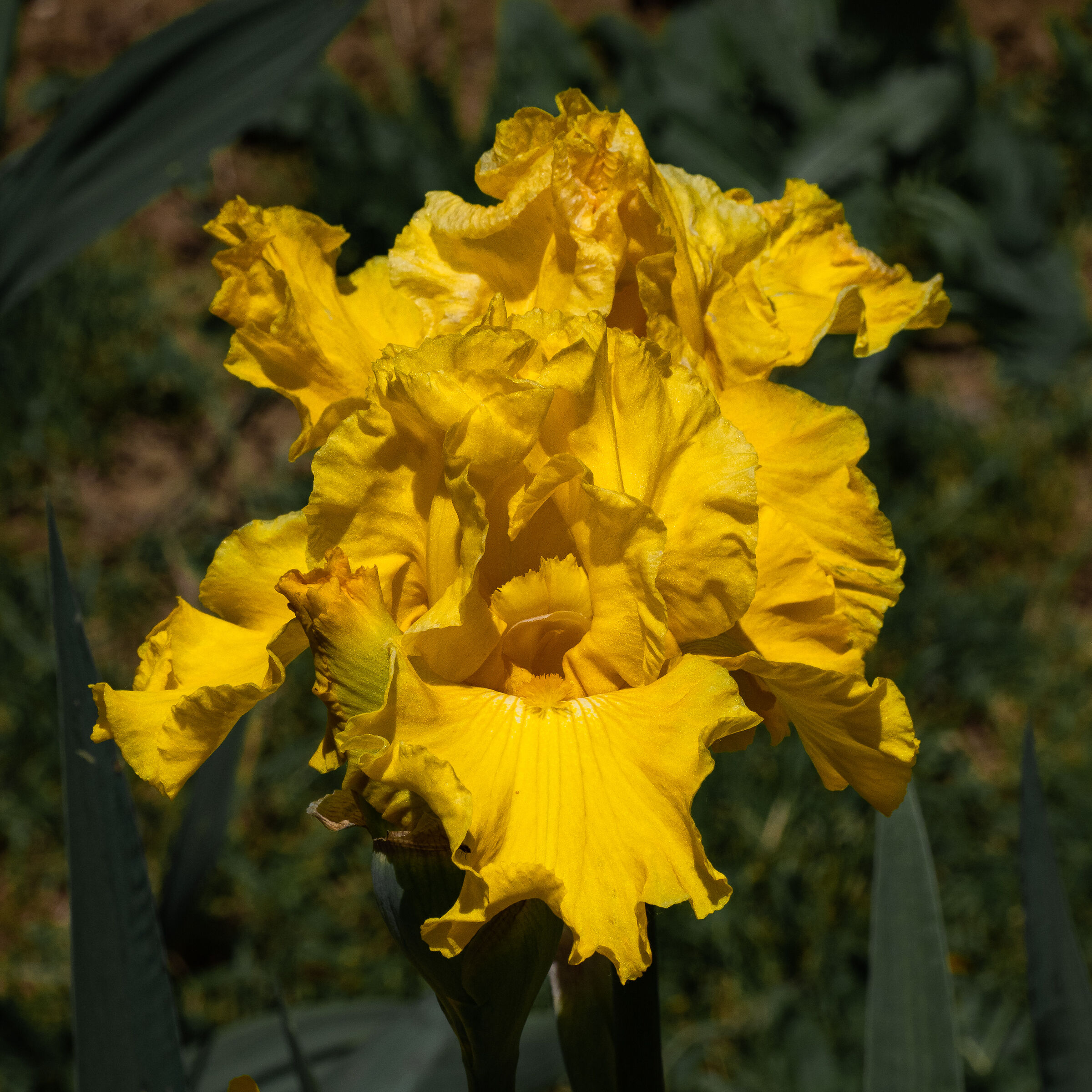 Iris 05