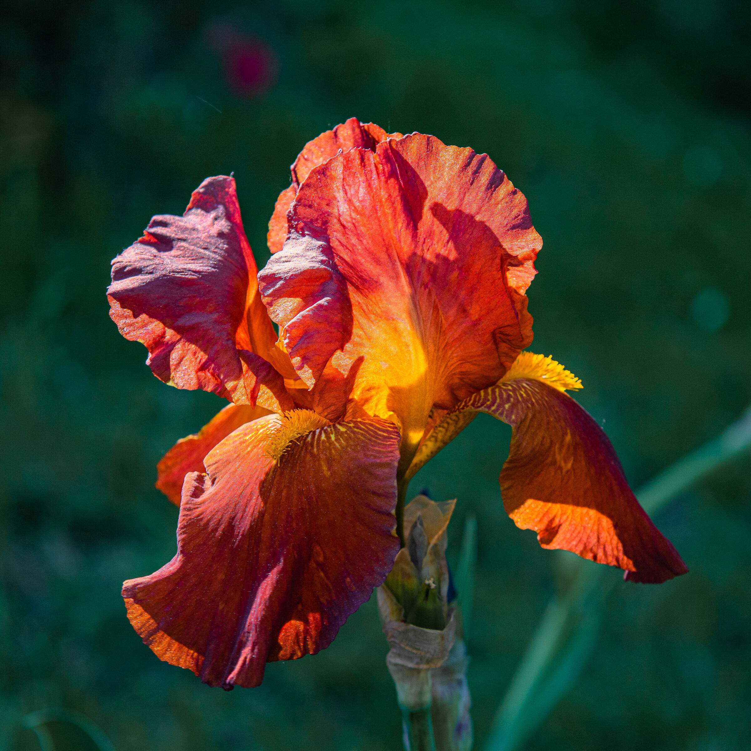 Iris 06