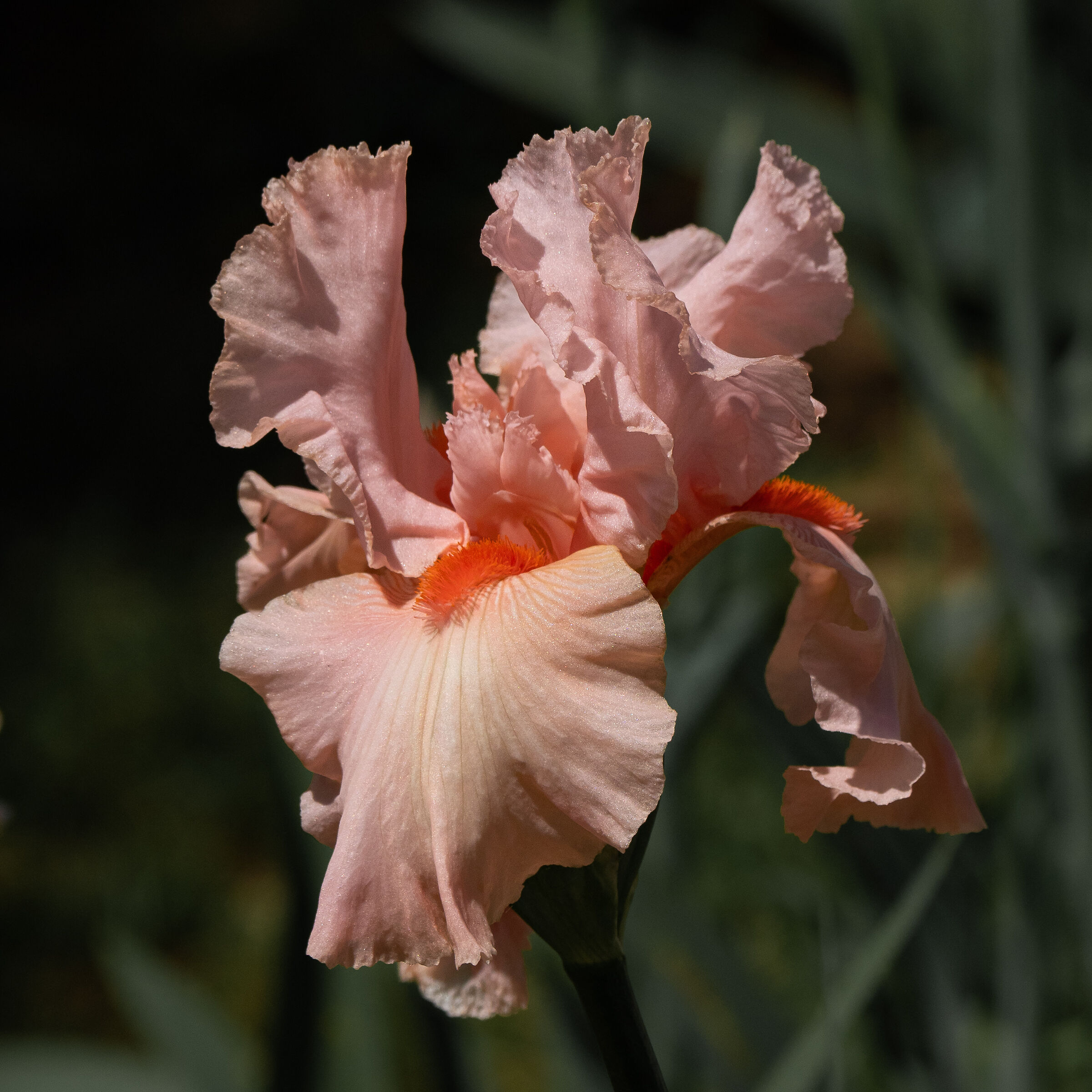 Iris 07