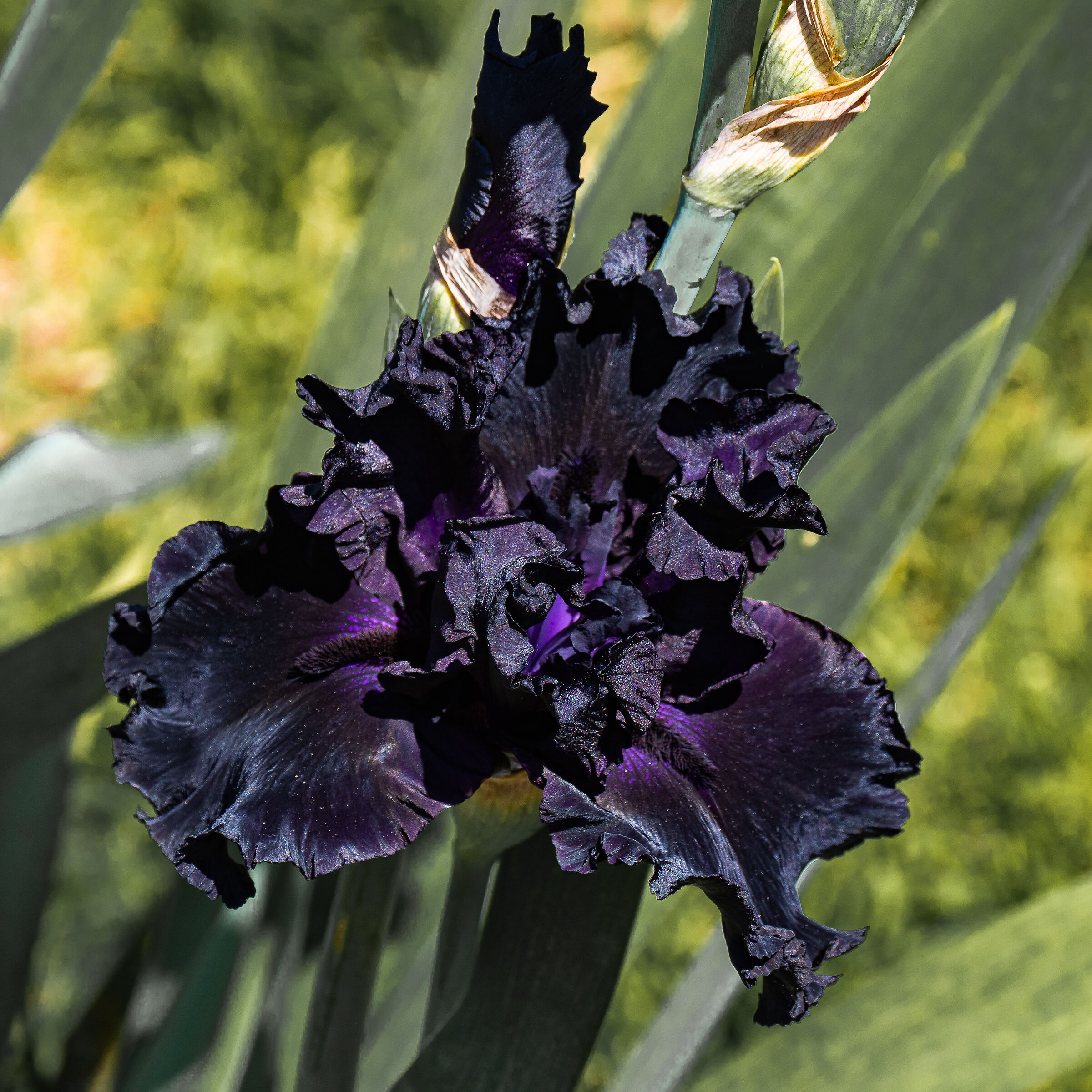 Iris 08