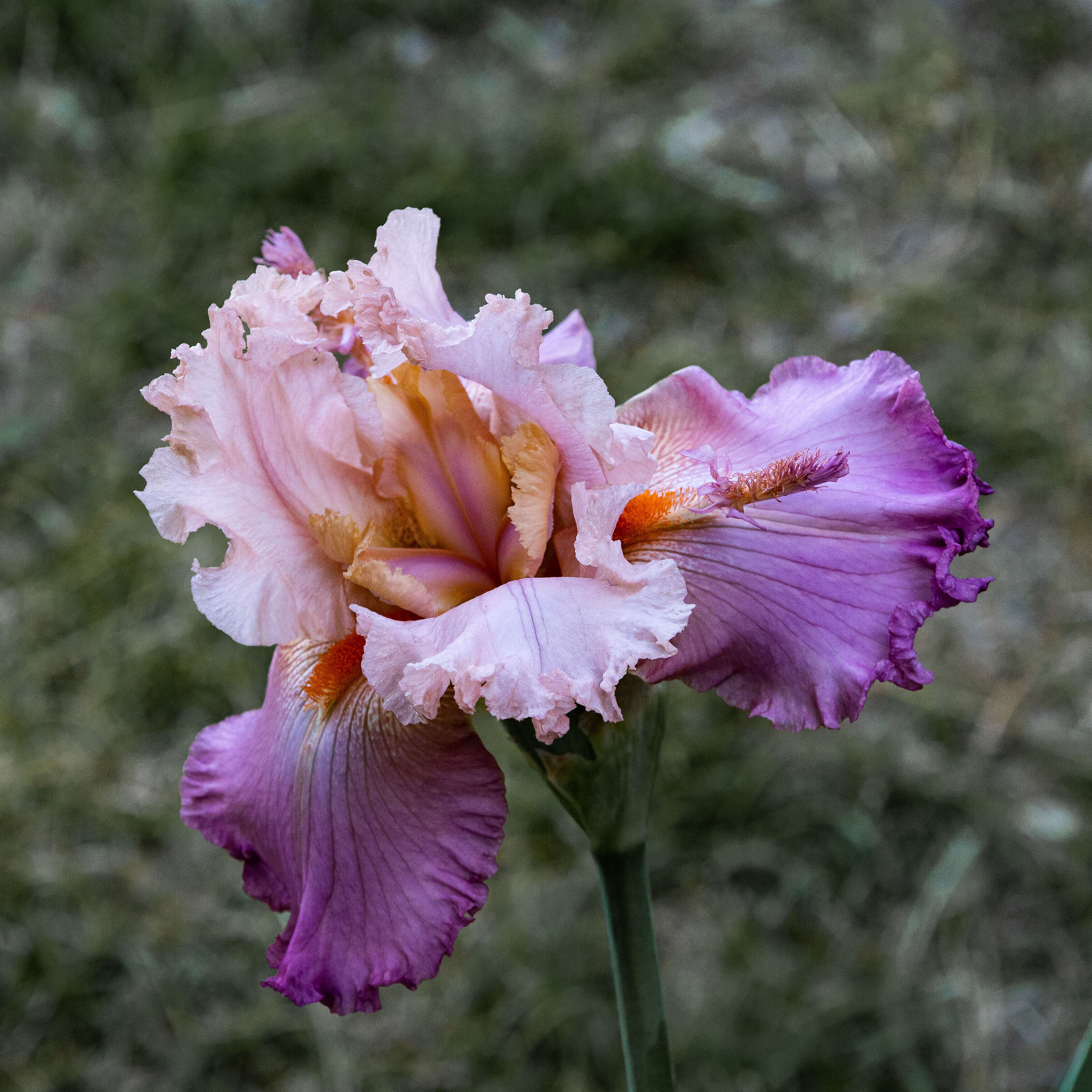 Iris 09