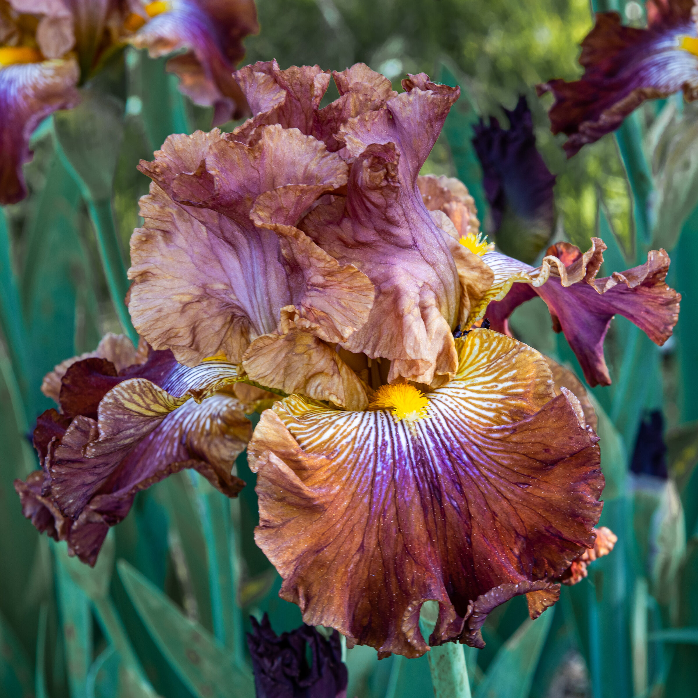 Iris 10