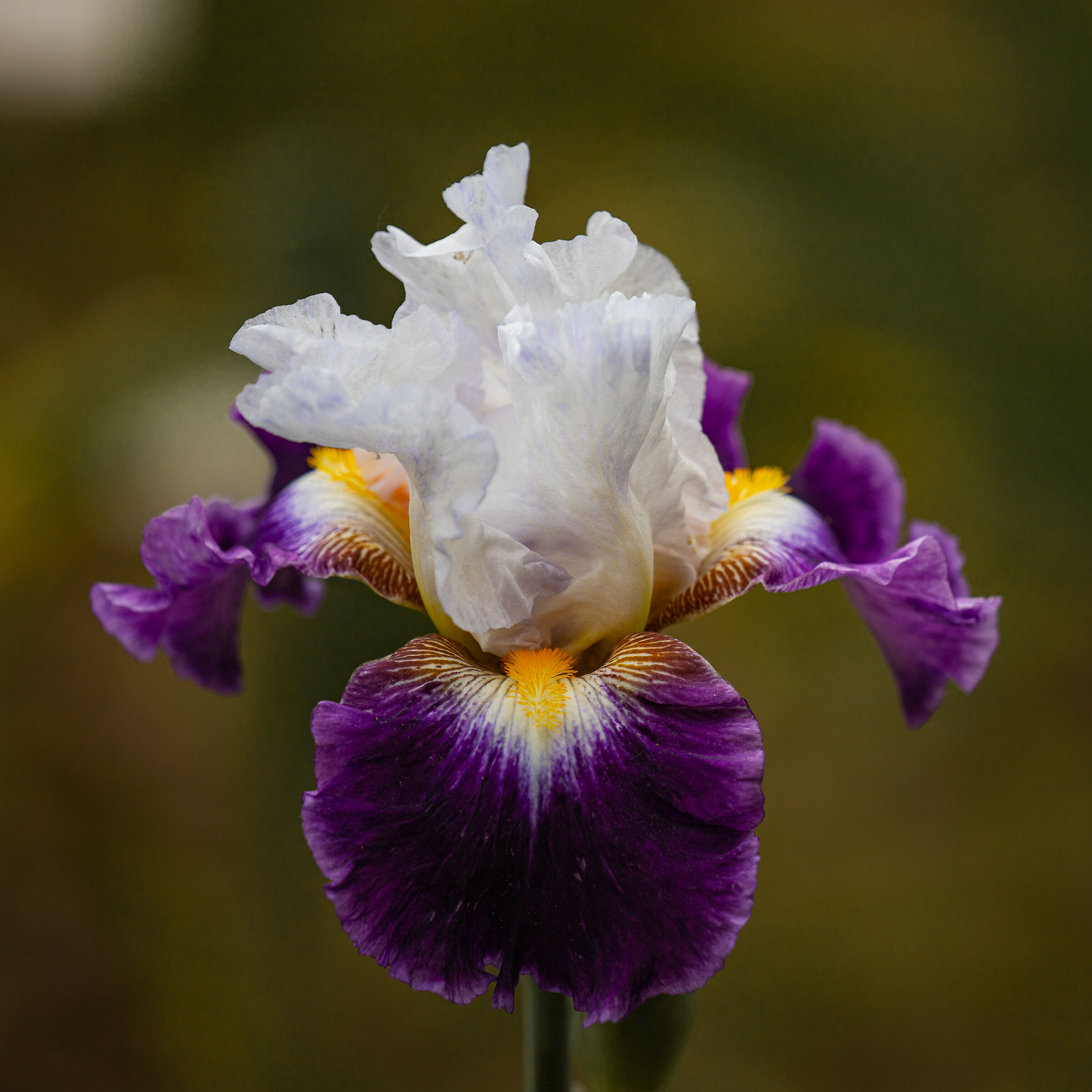 Iris 11
