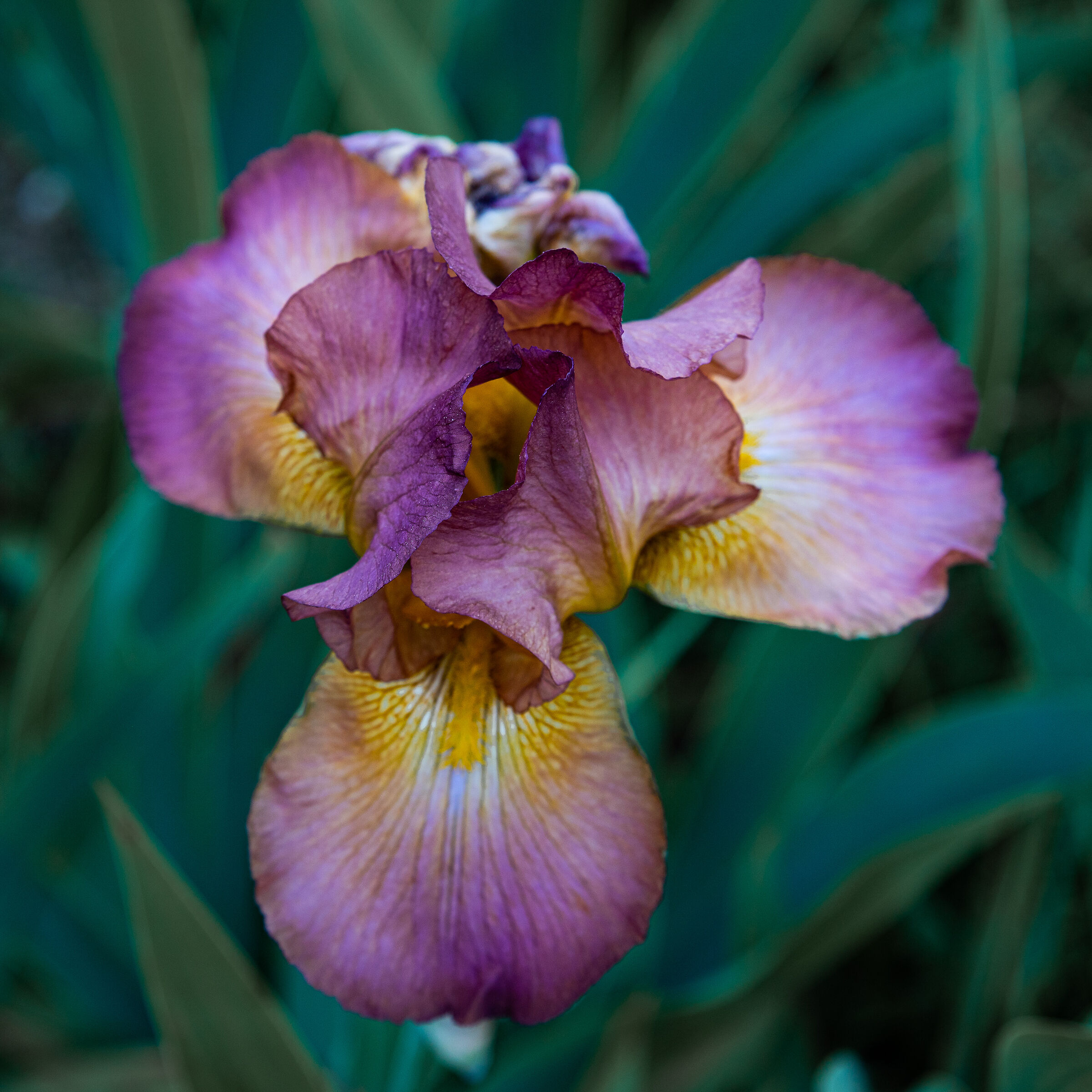 Iris 12