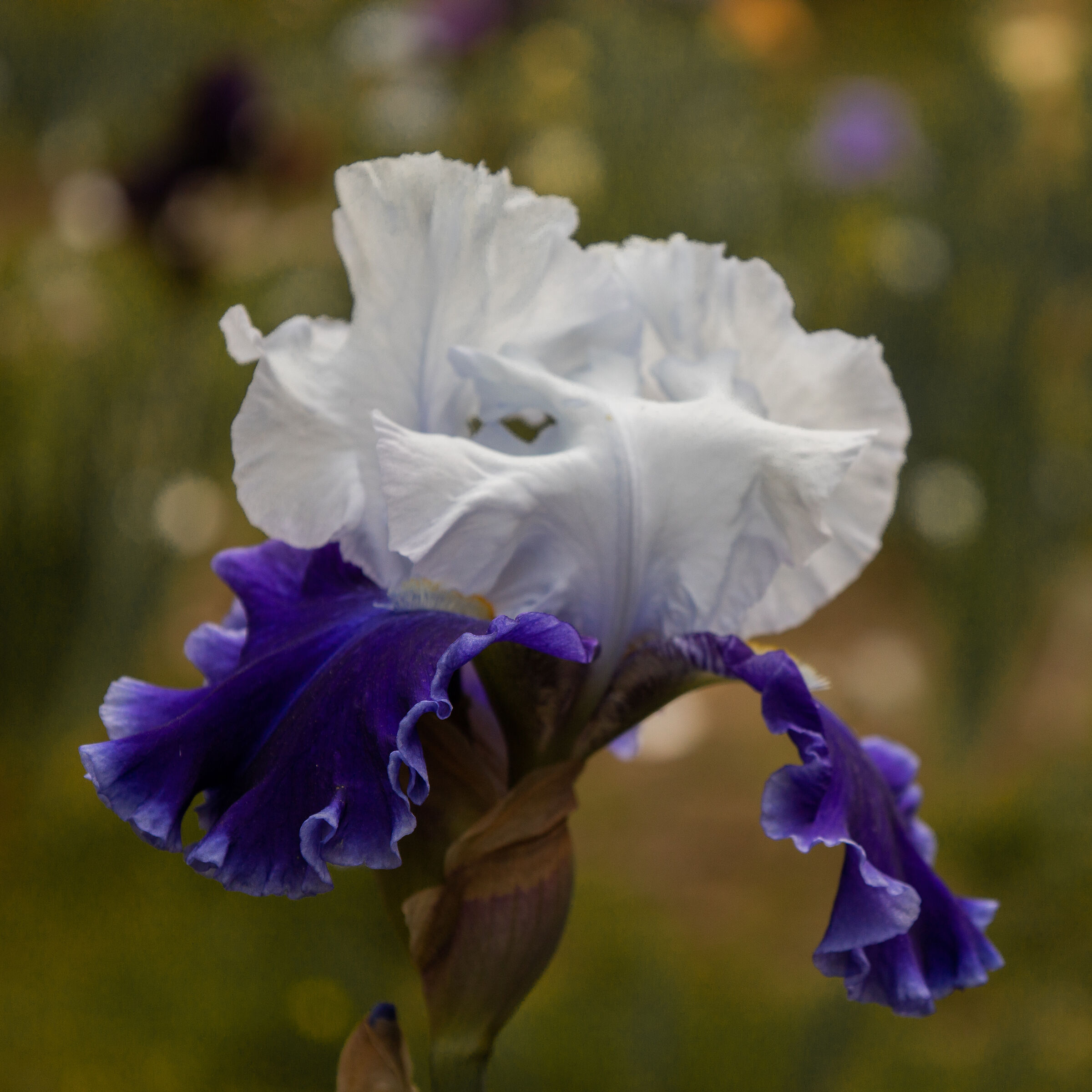 Iris 13