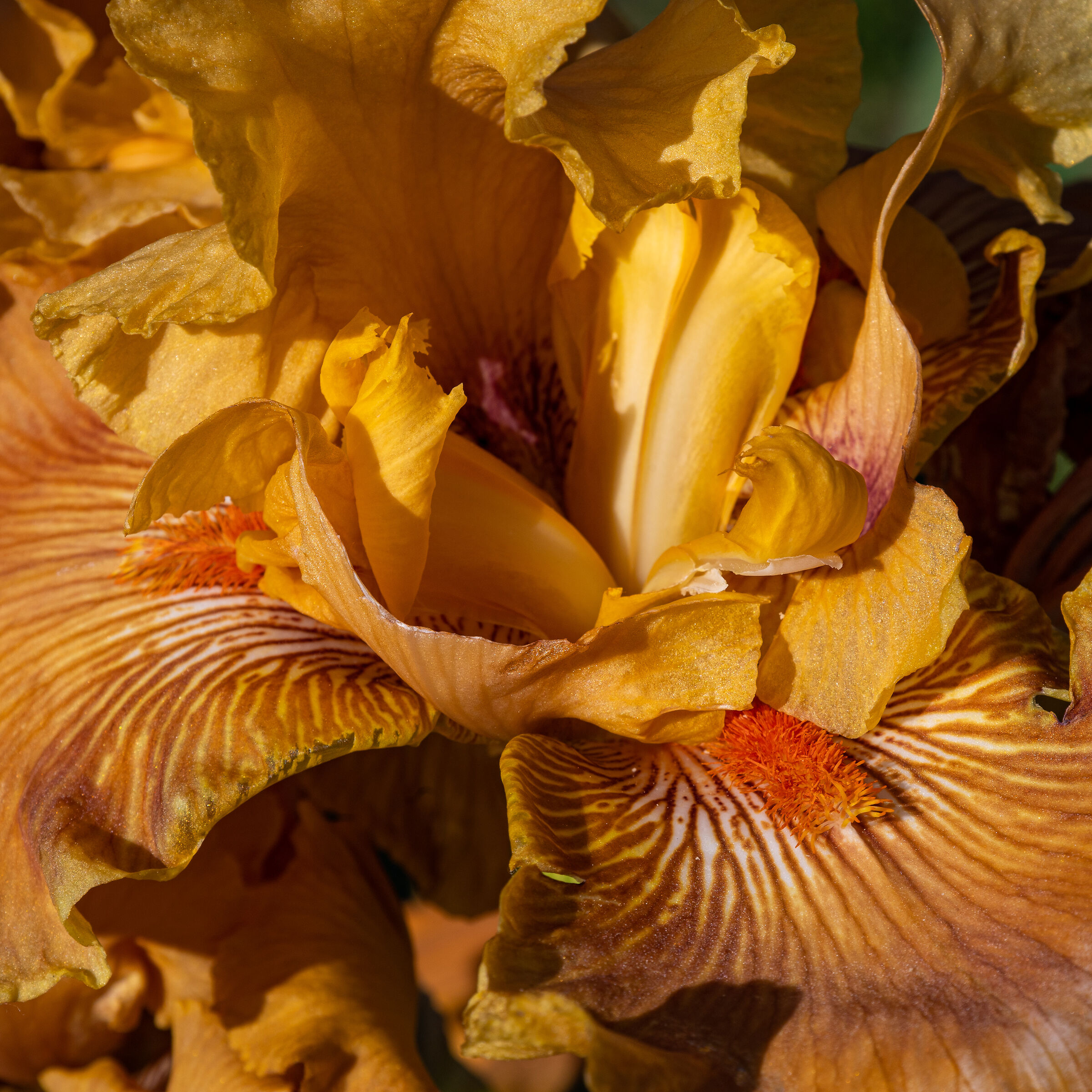 Iris 14