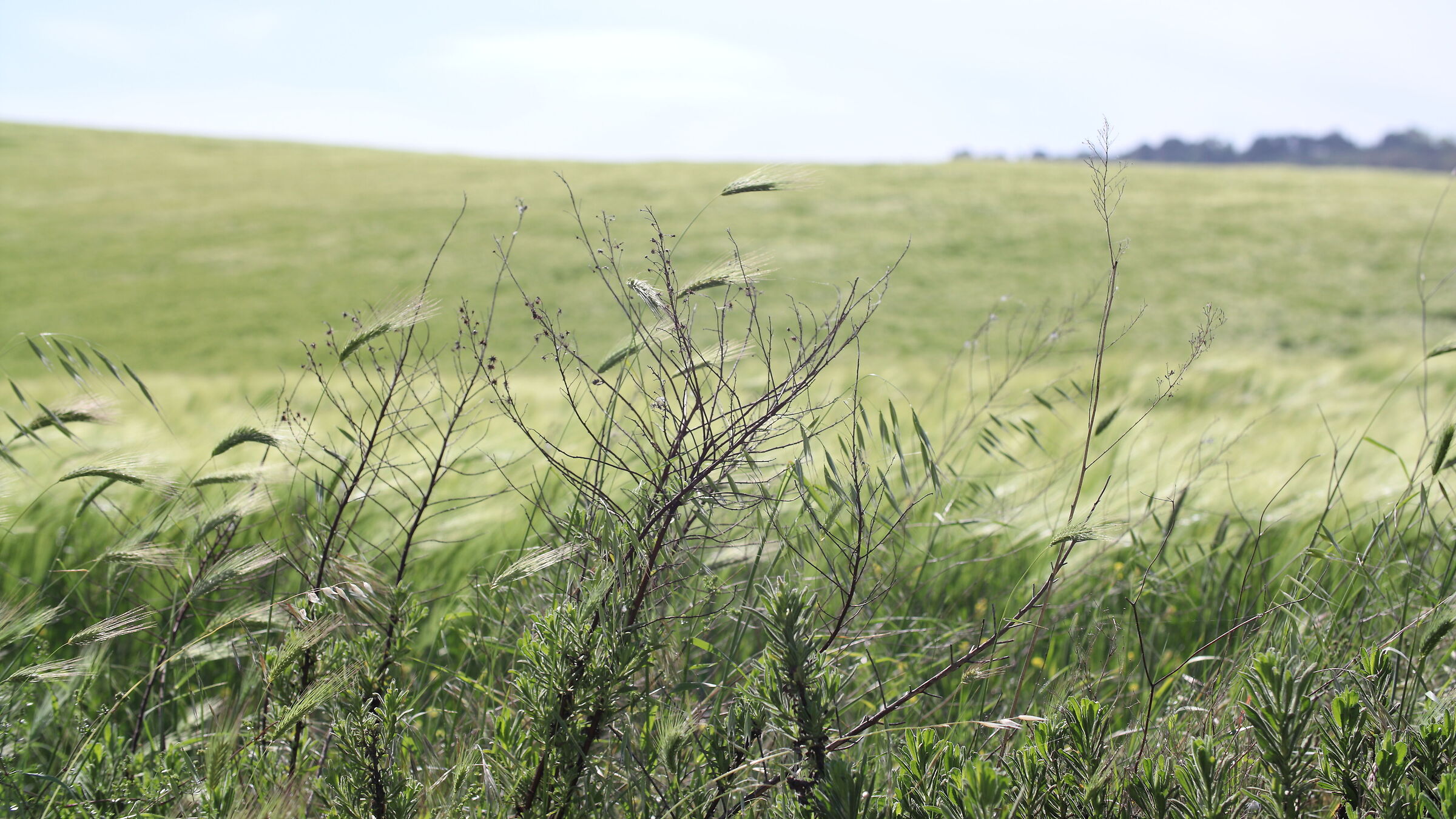 Lake Santa Luce. Tuscany