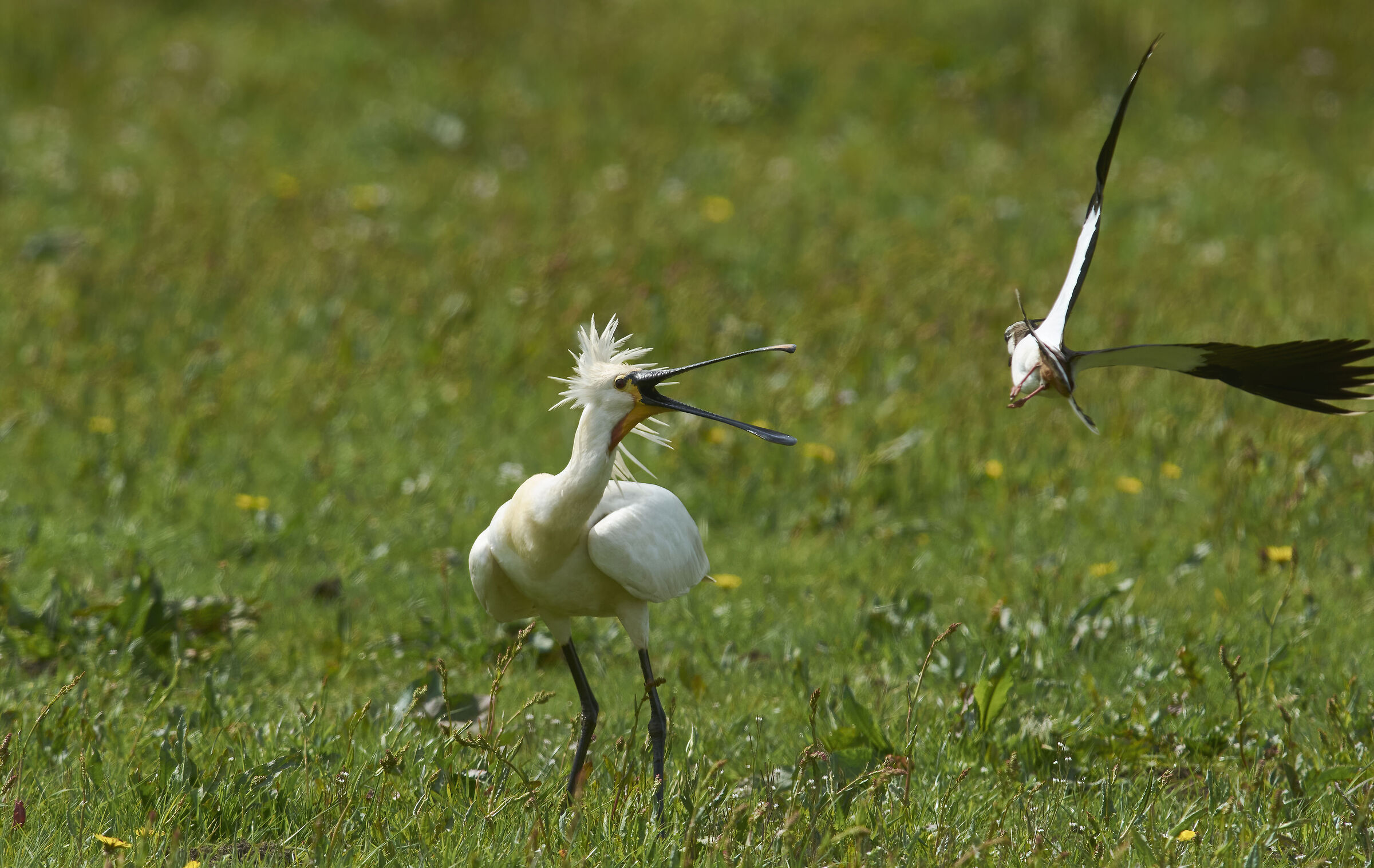 Spoonbill attacked by Lapwing