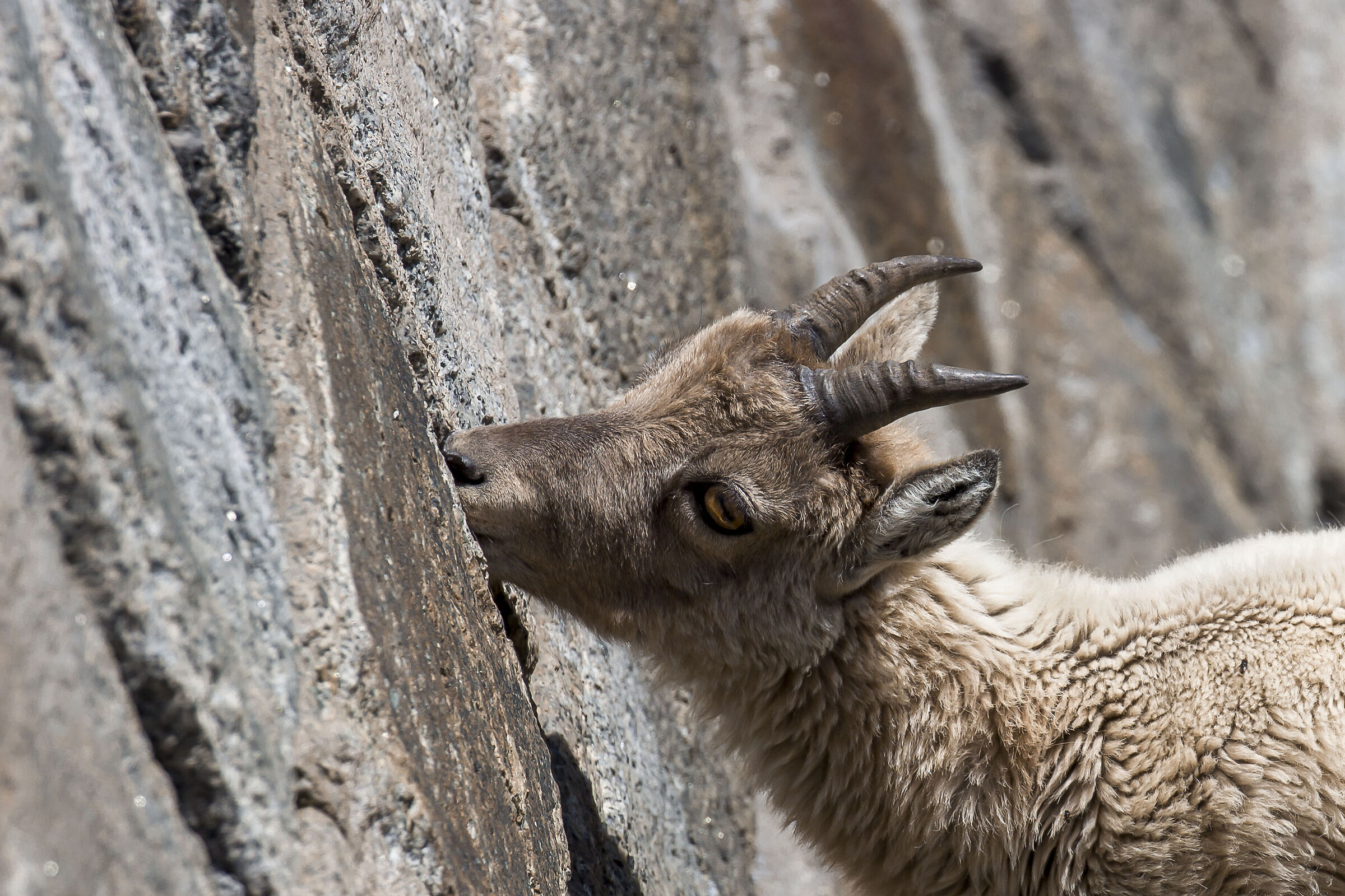 ibex