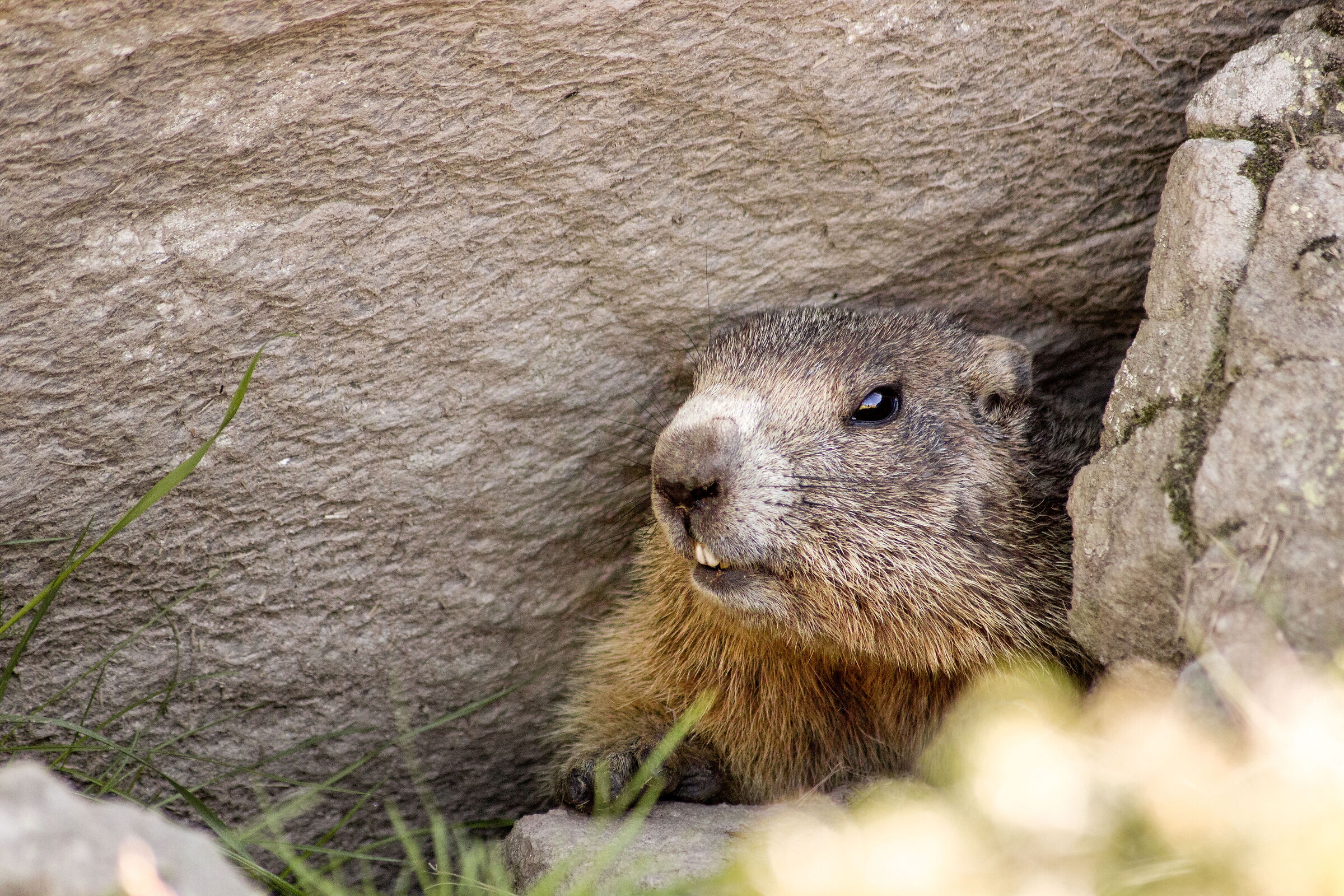 marmot