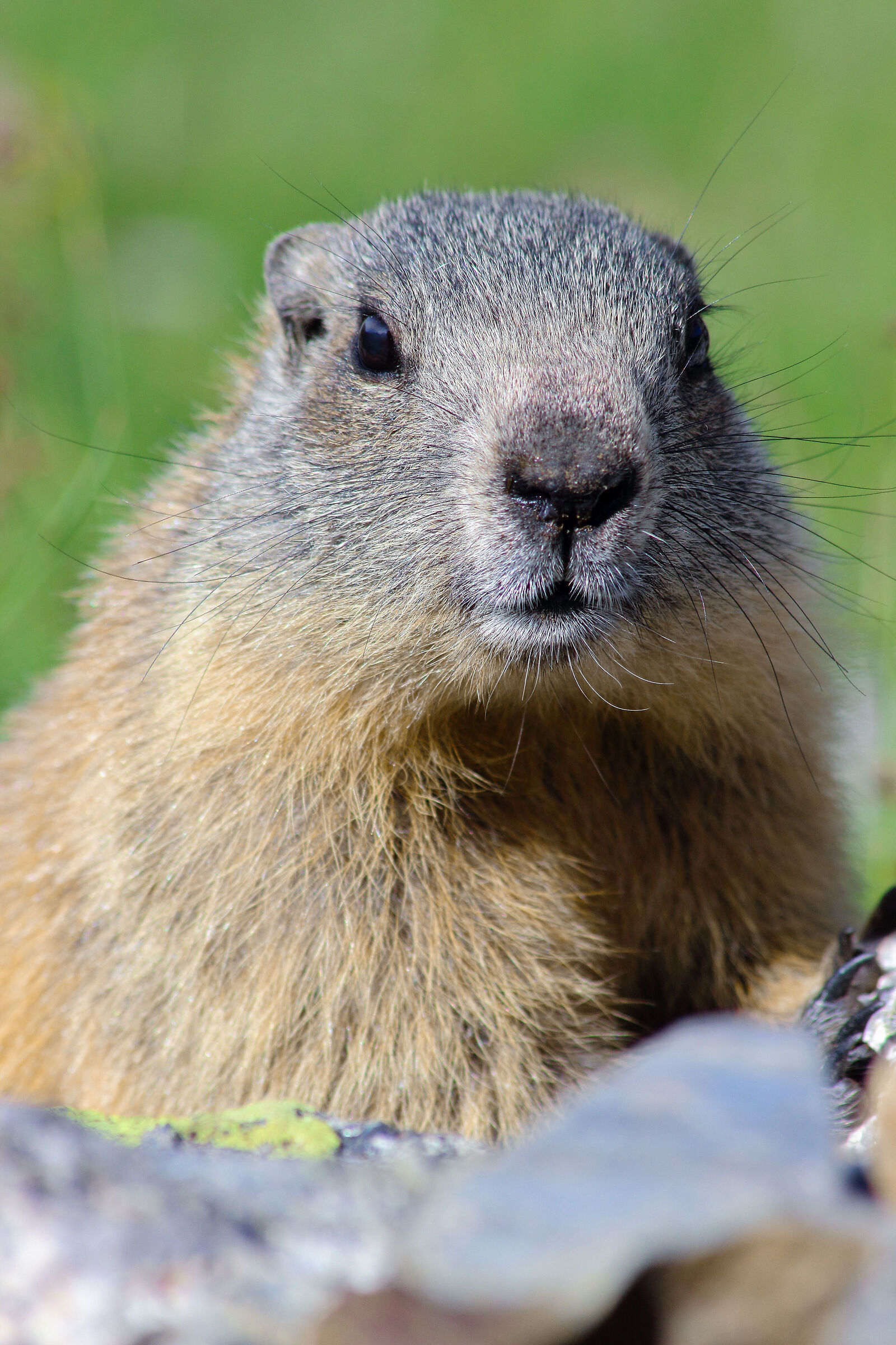 marmot
