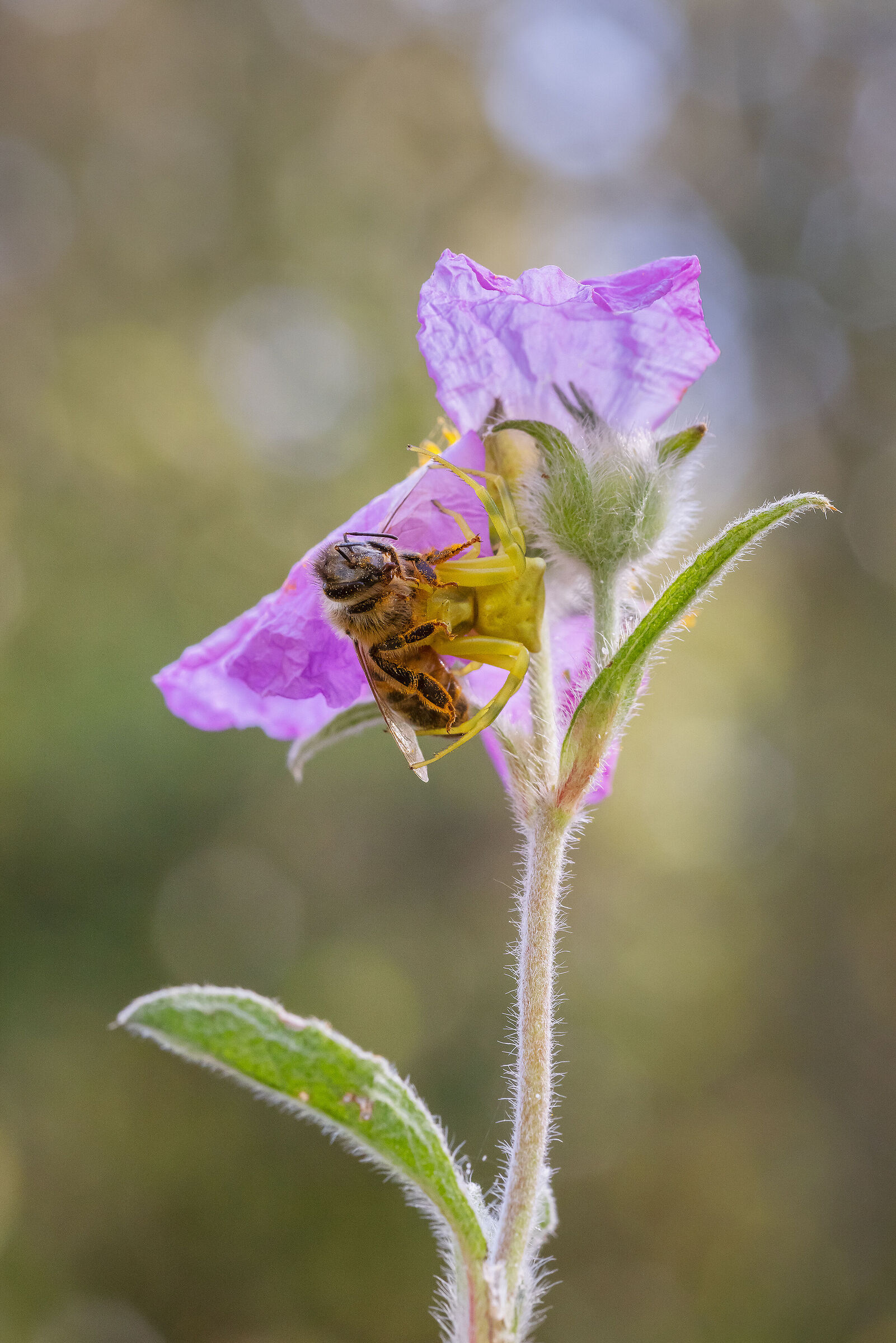 Thomisus onustus con preda