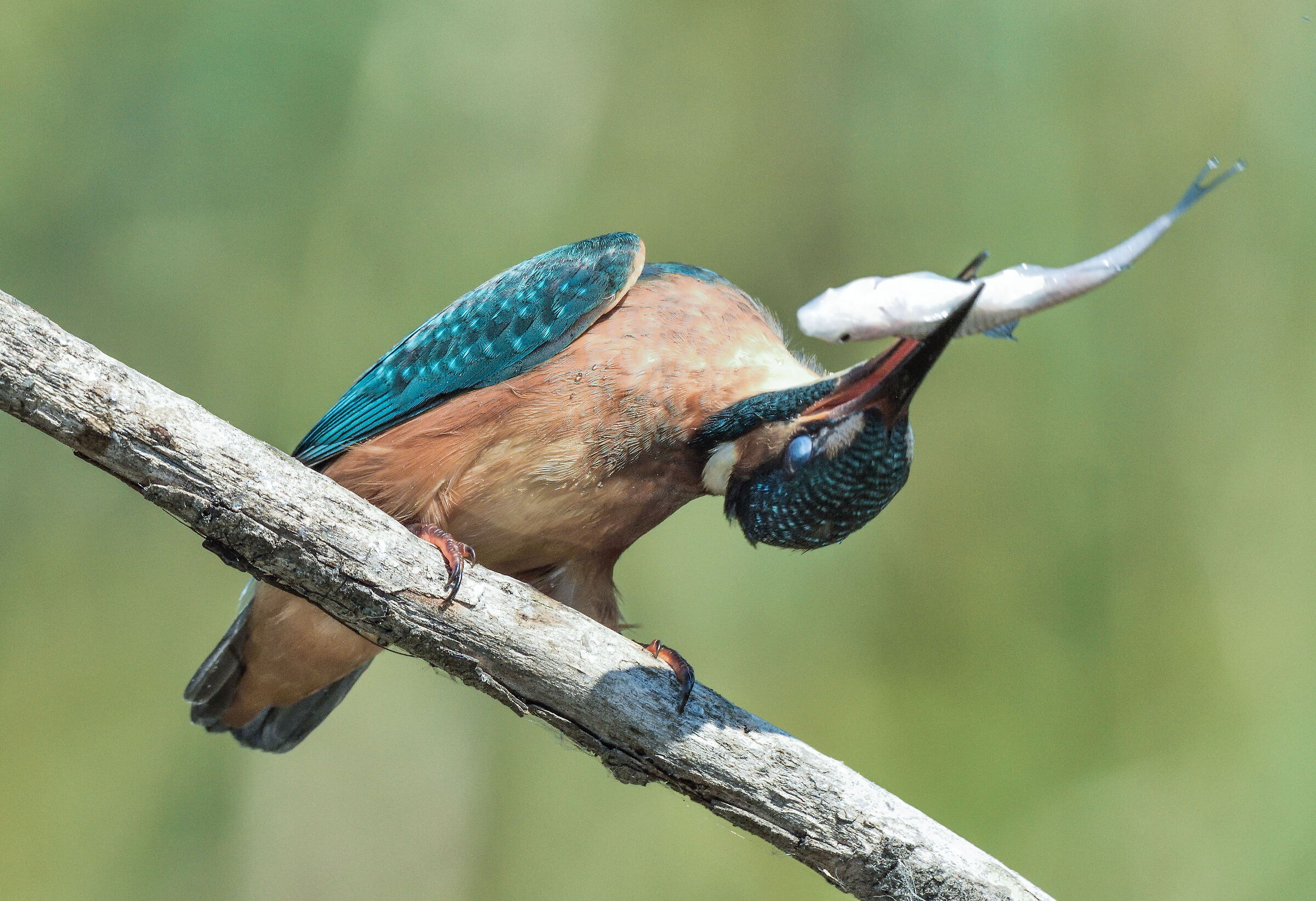 martina....che gioca crudelmente.....