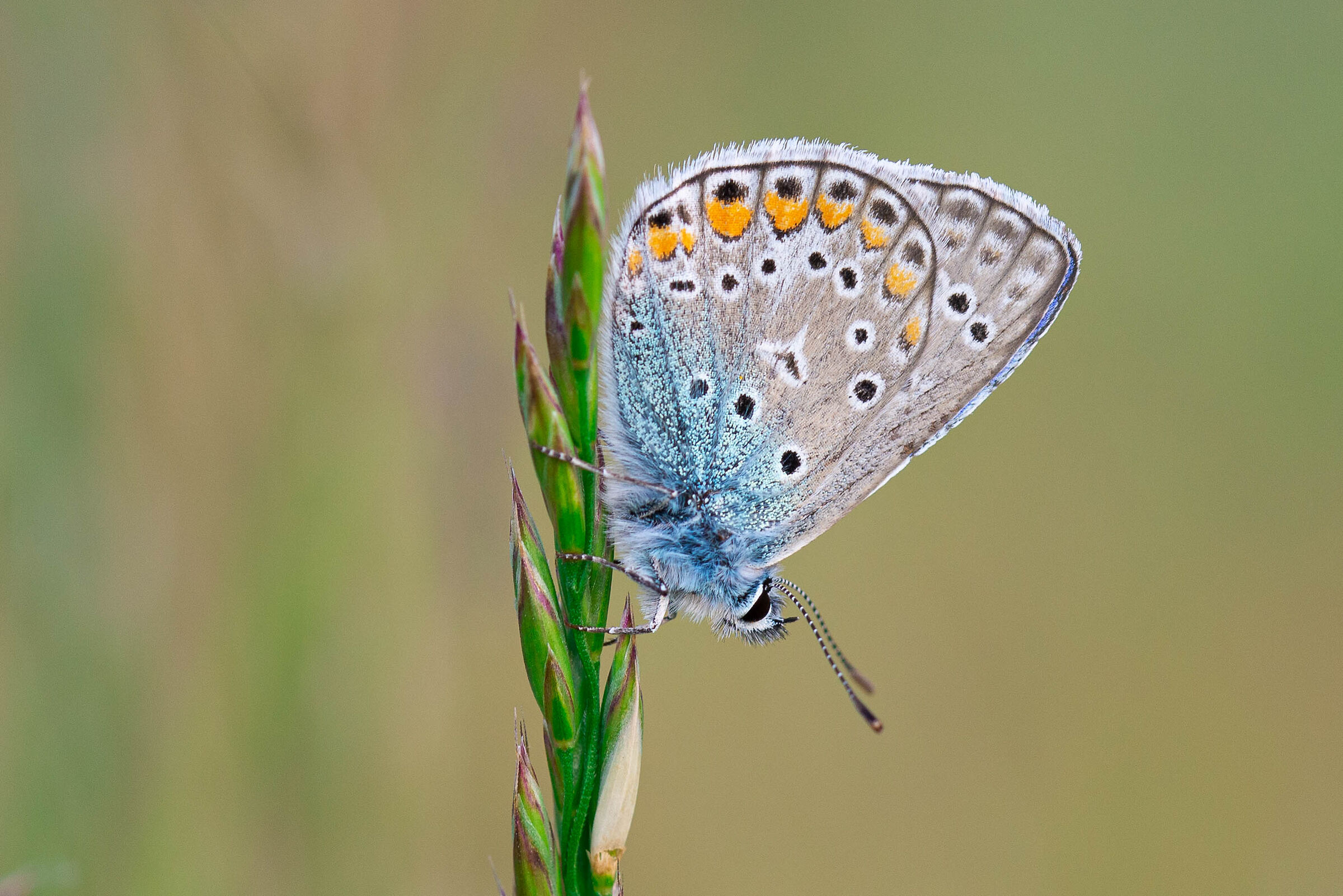Polyommatus Icarus