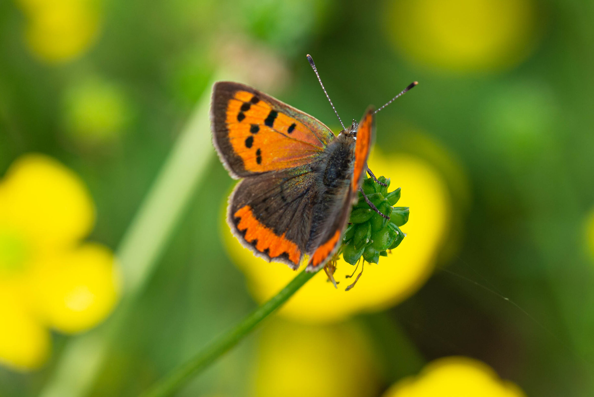 Phlaeas lycaena