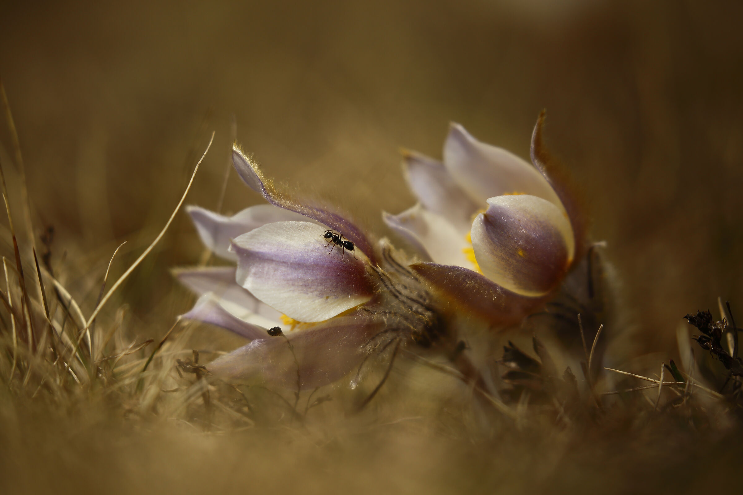 Anemoni di montagna