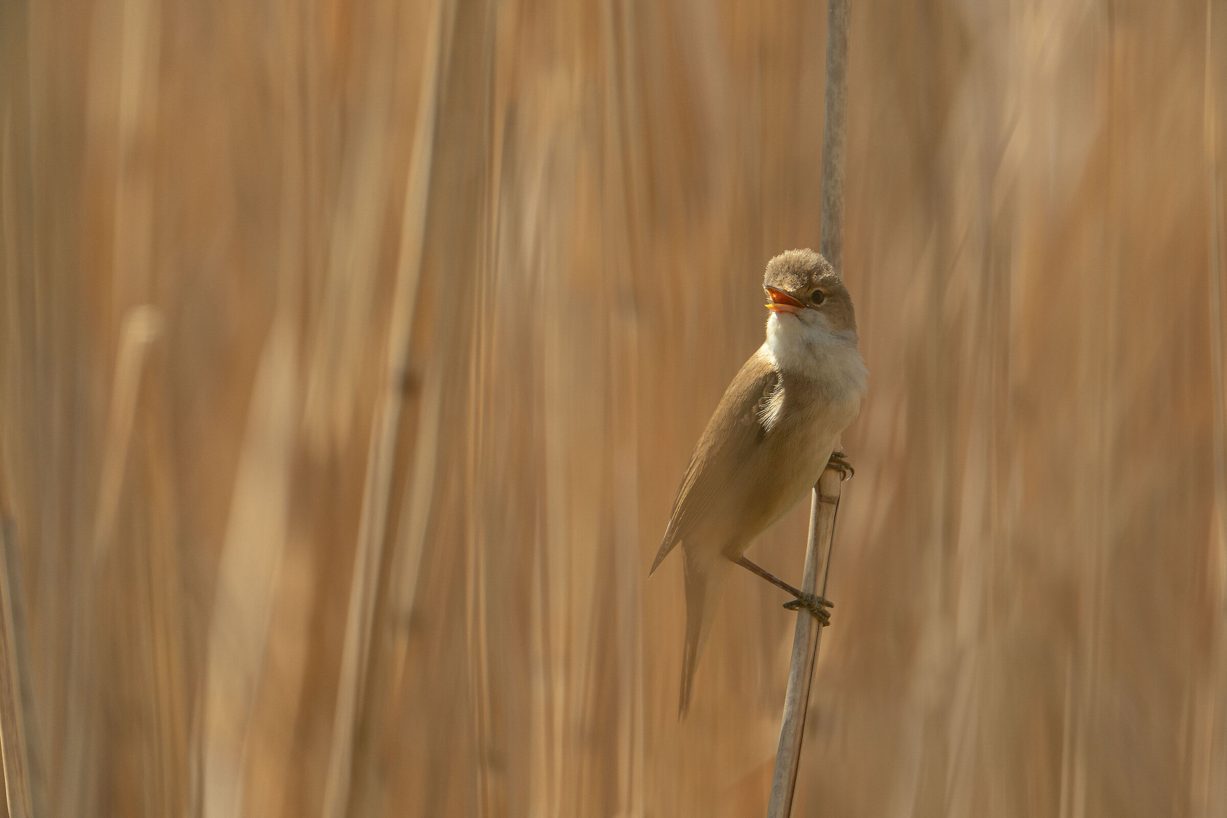 Rákosník velký (Acrocephalus arundinace...