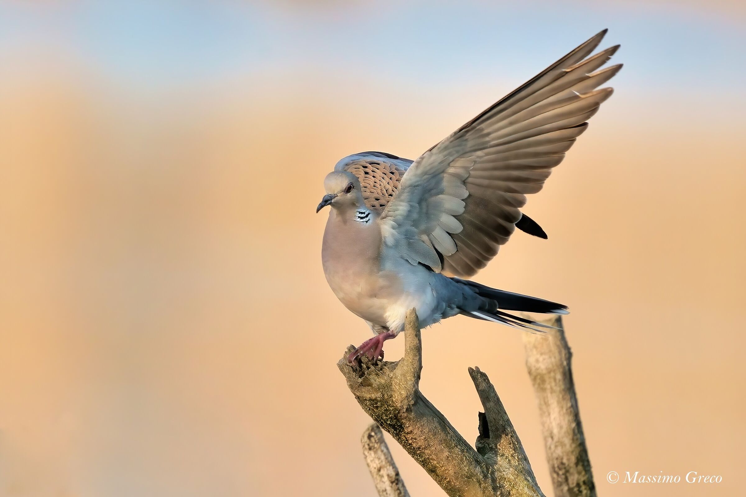WILD DOVE Streptopelia turtur