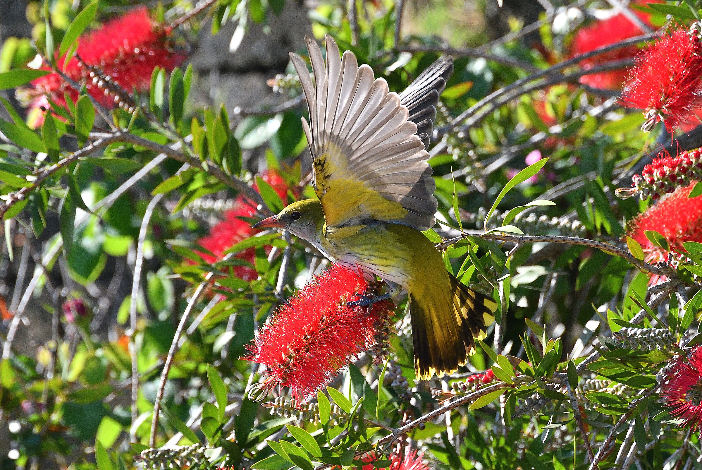 Female rigogolo among the flowers