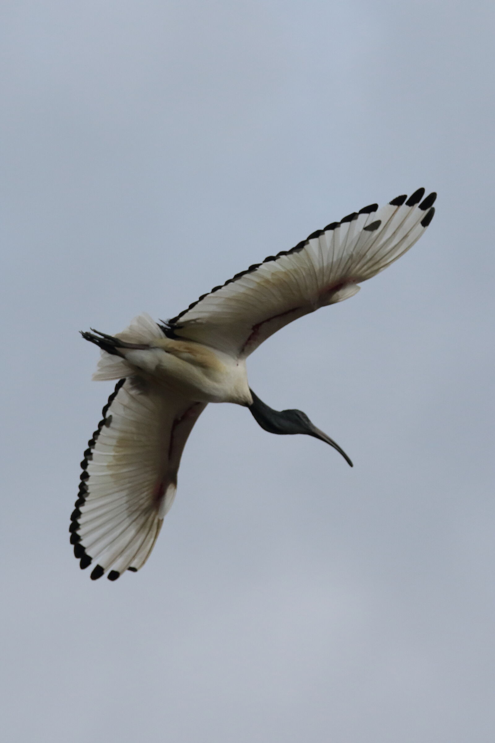 ibis