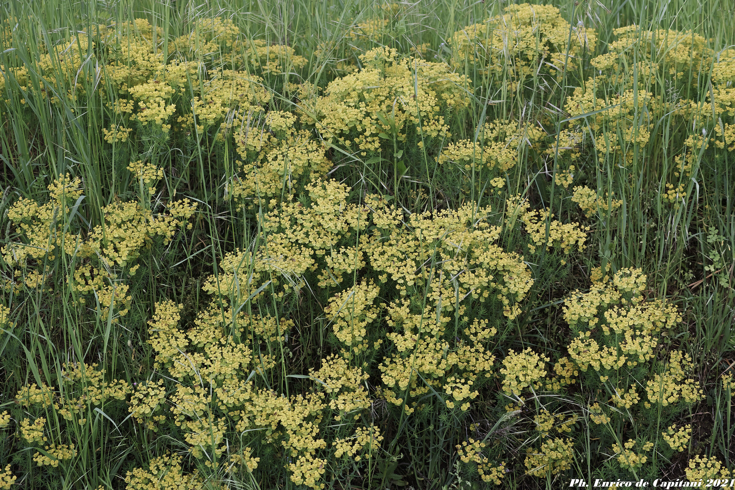 Fiori verdi lungo la Muzza