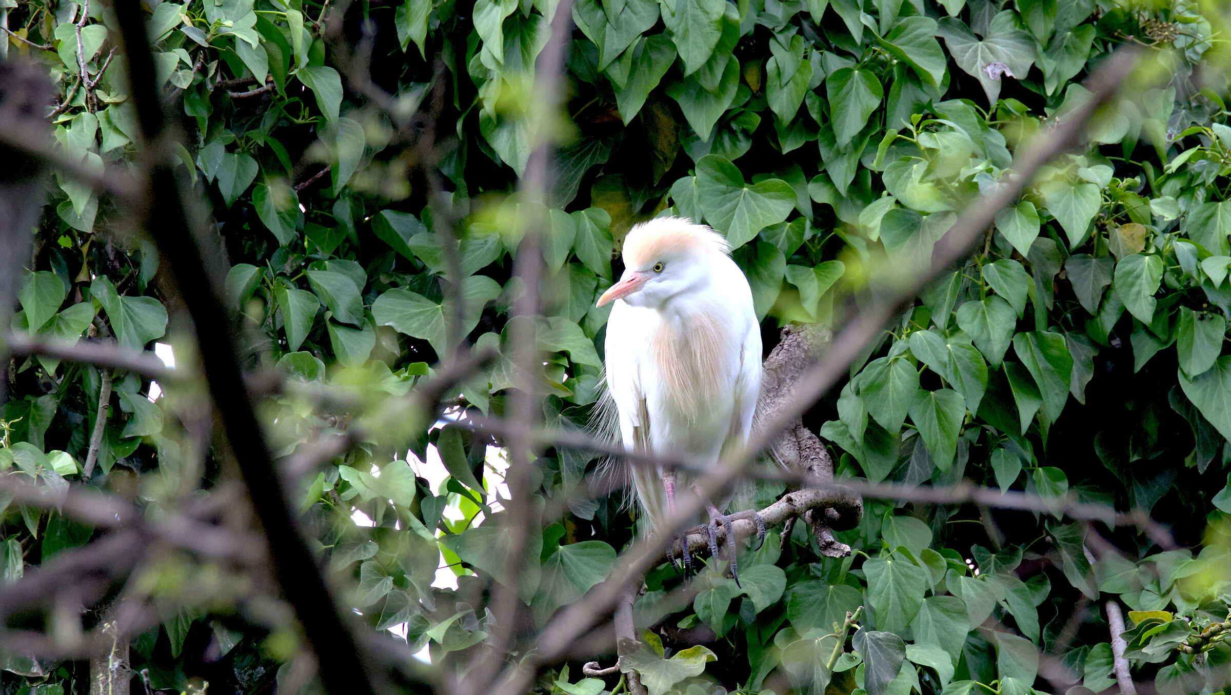 cattle egret
