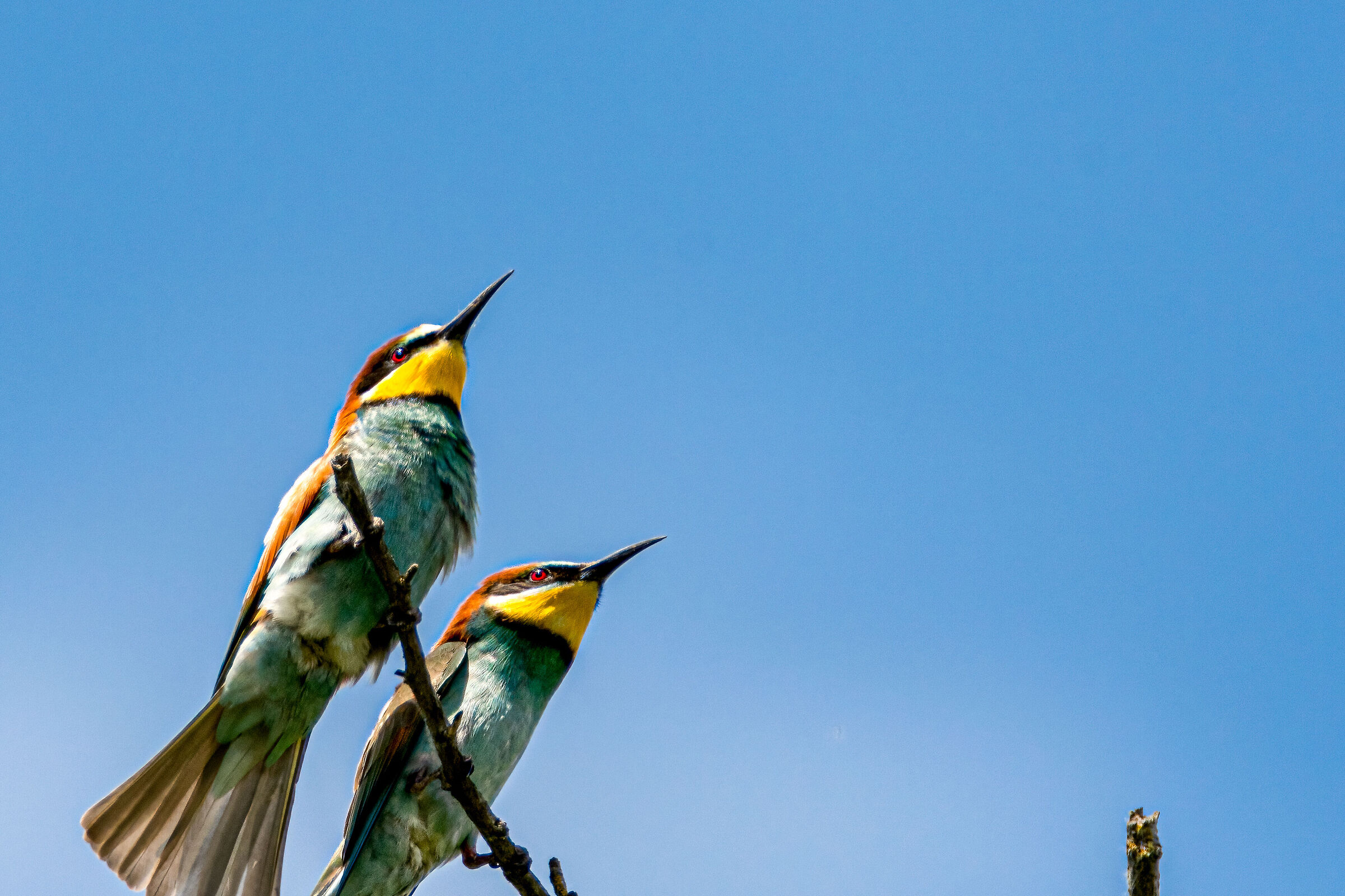 gruccioni nel parco del Ticino