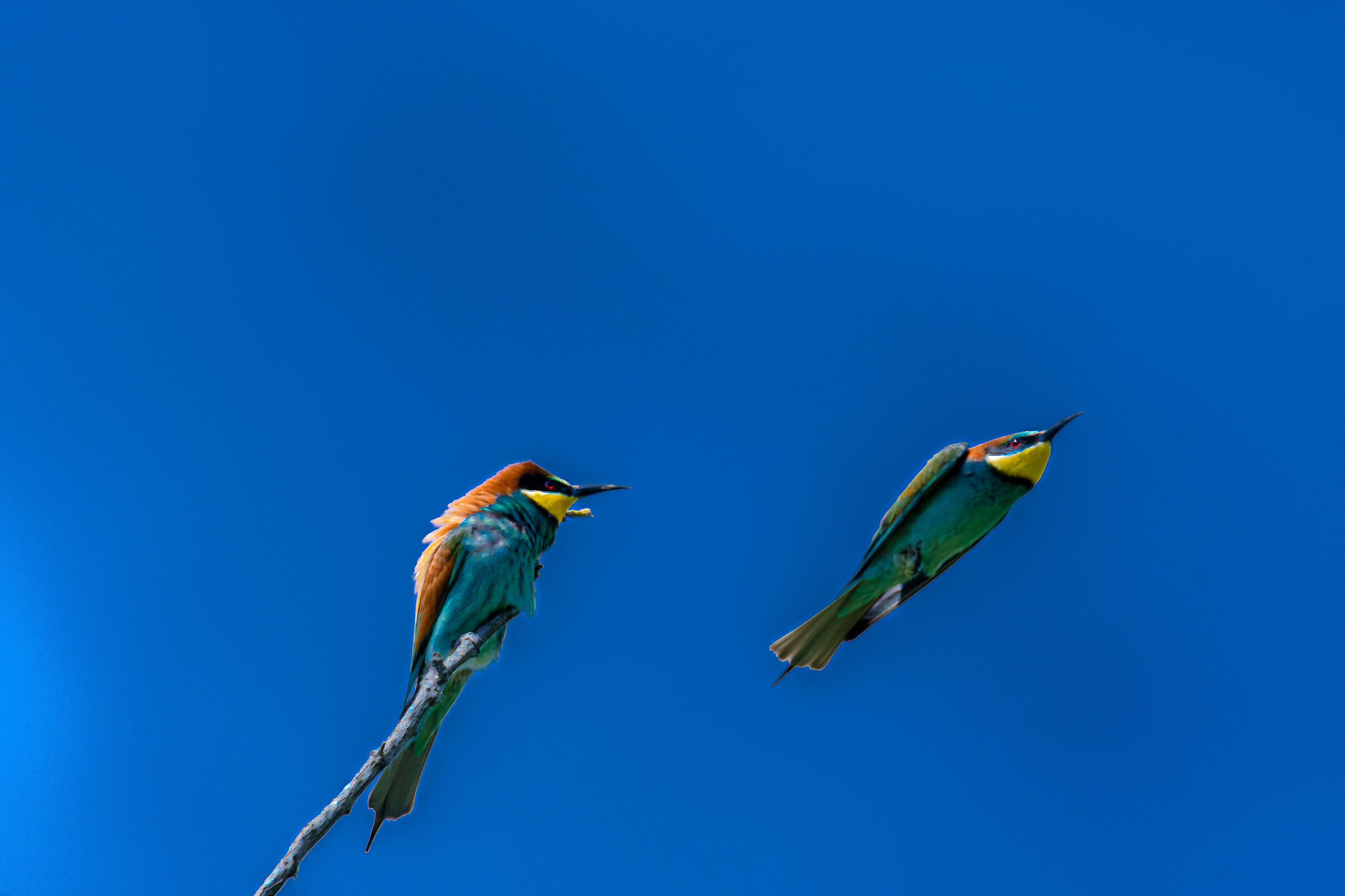gruccioni nel parco del Ticino