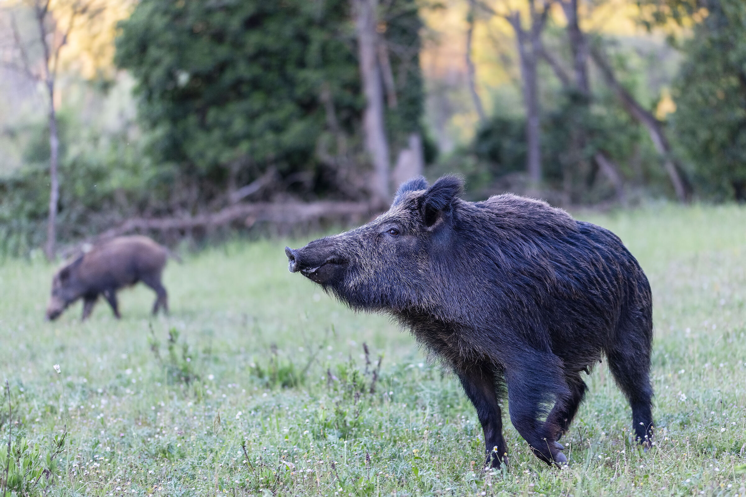 Wild boar