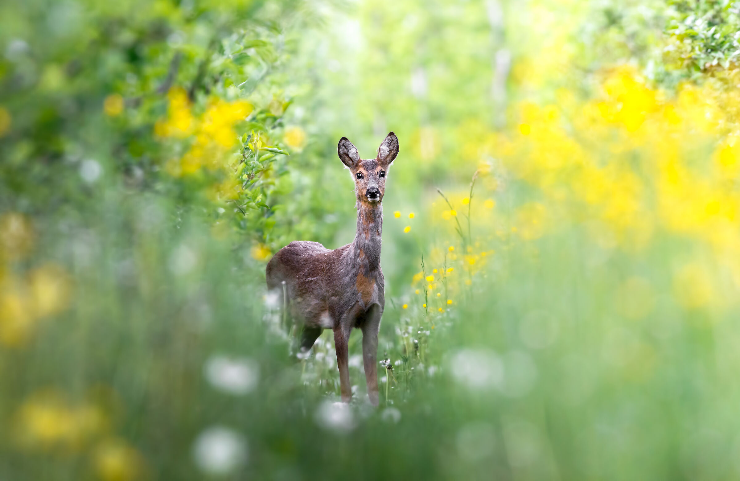 La giraffa della Val di Non