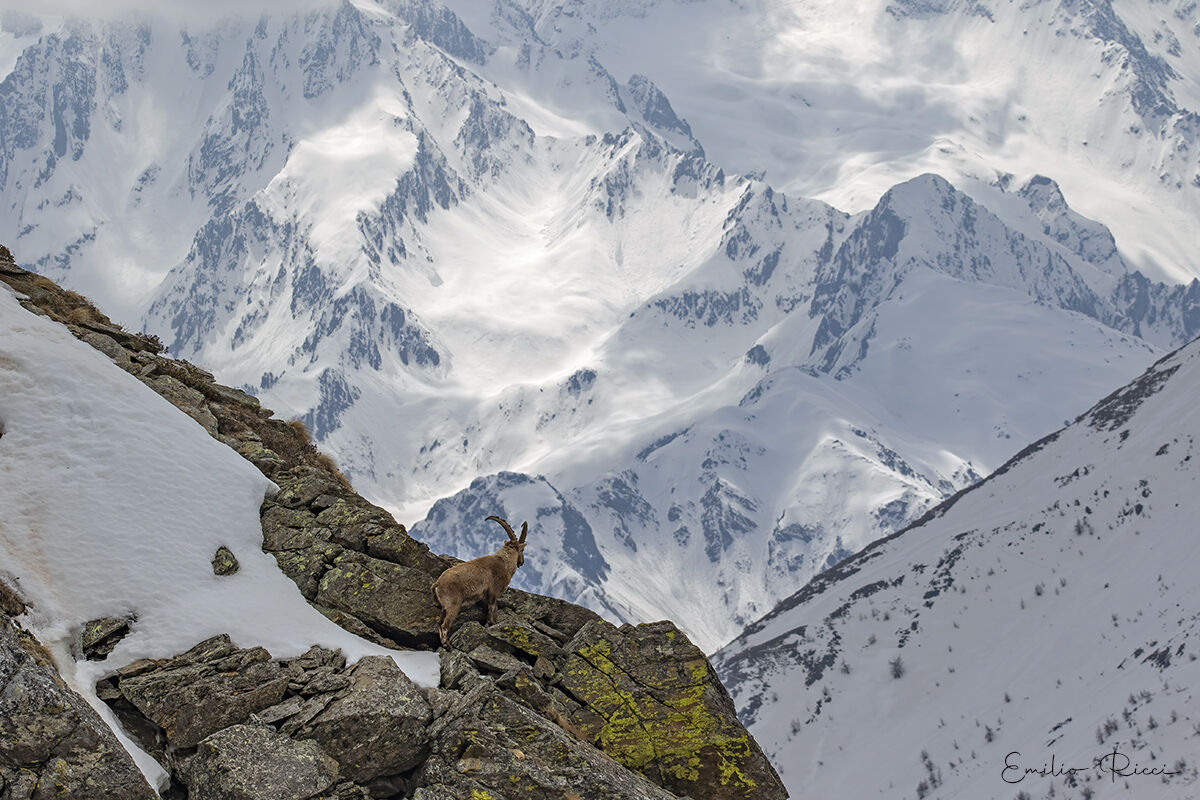 Ibex, master of the peaks