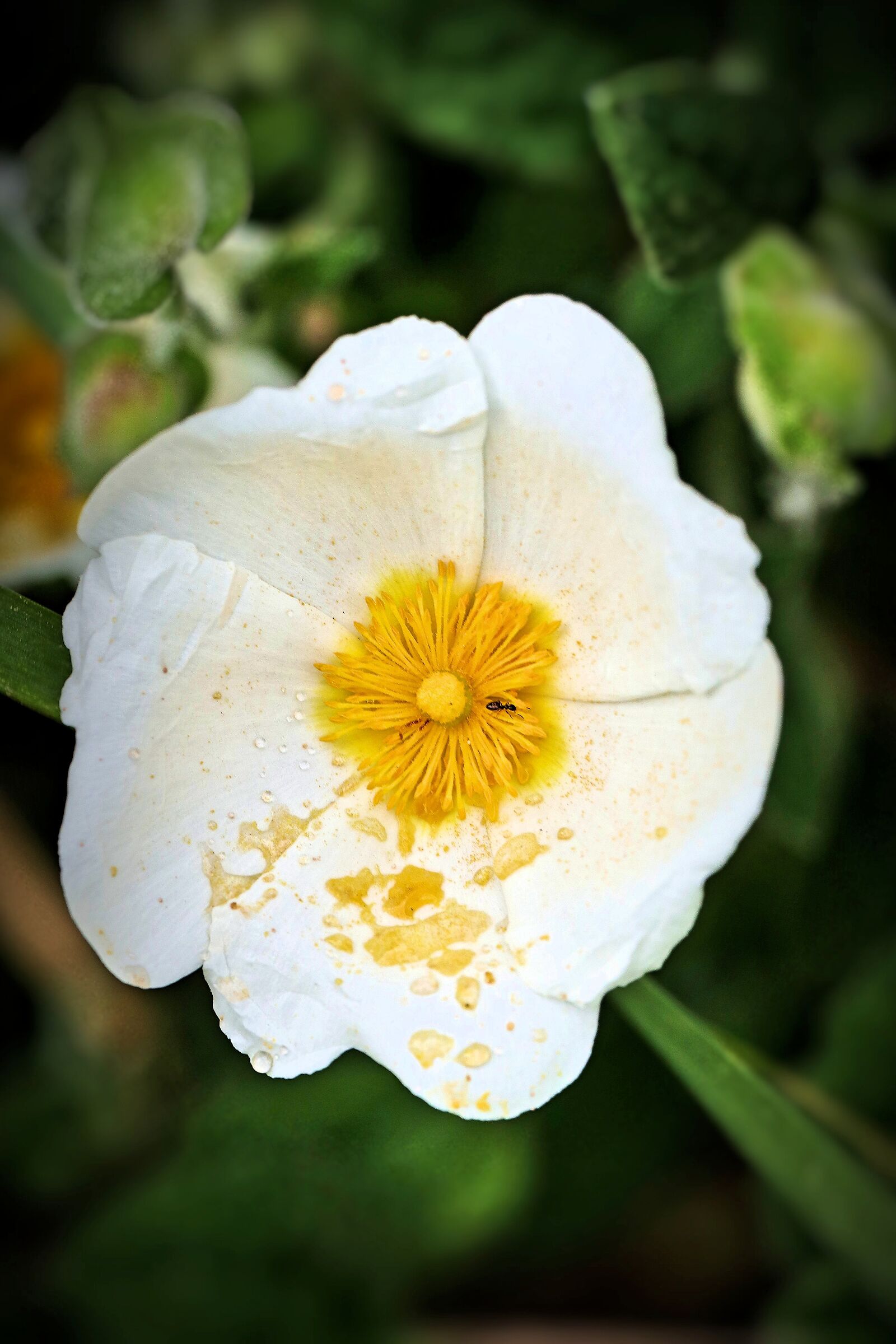 Salvifolius cistus