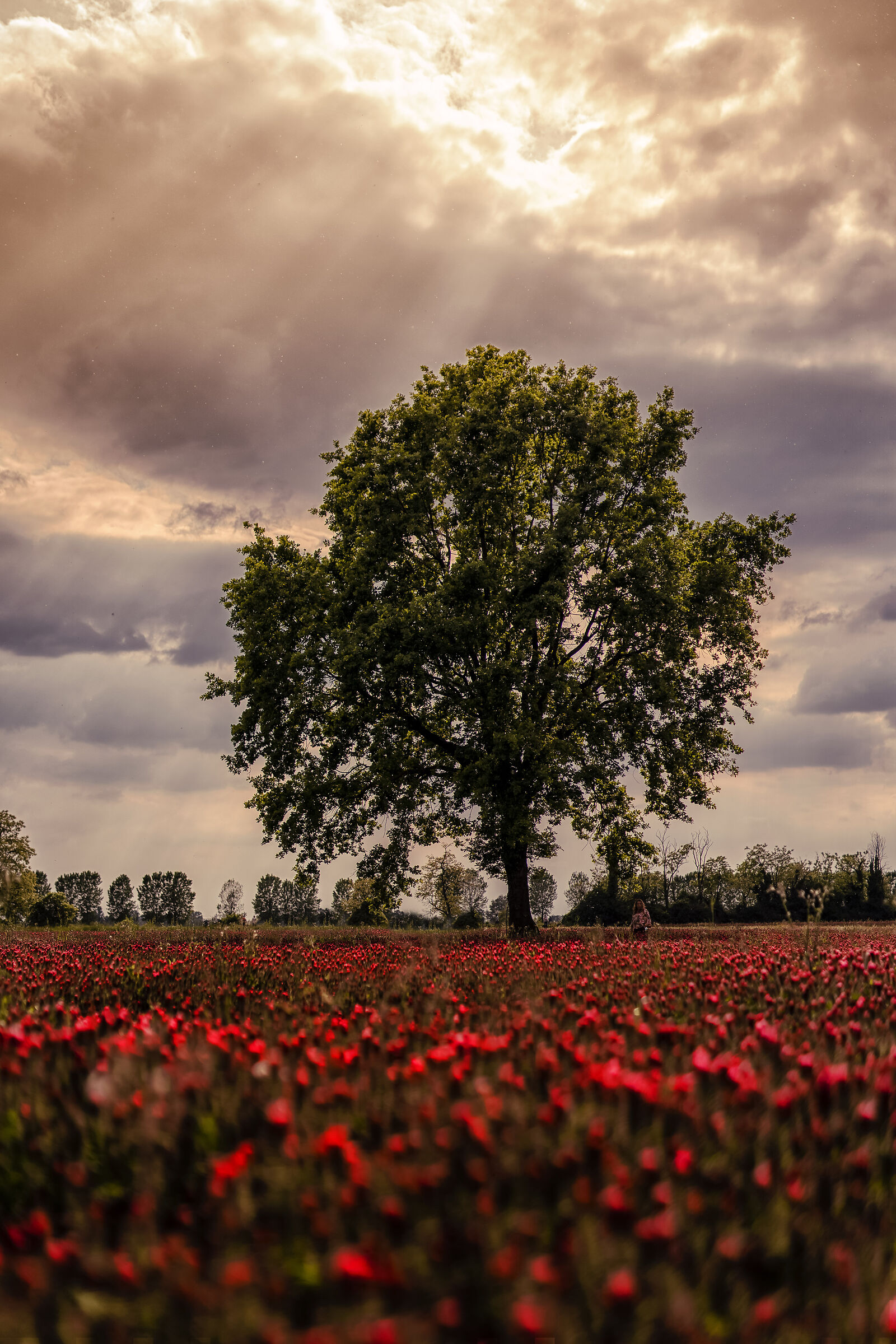 Red typhoon in bloom